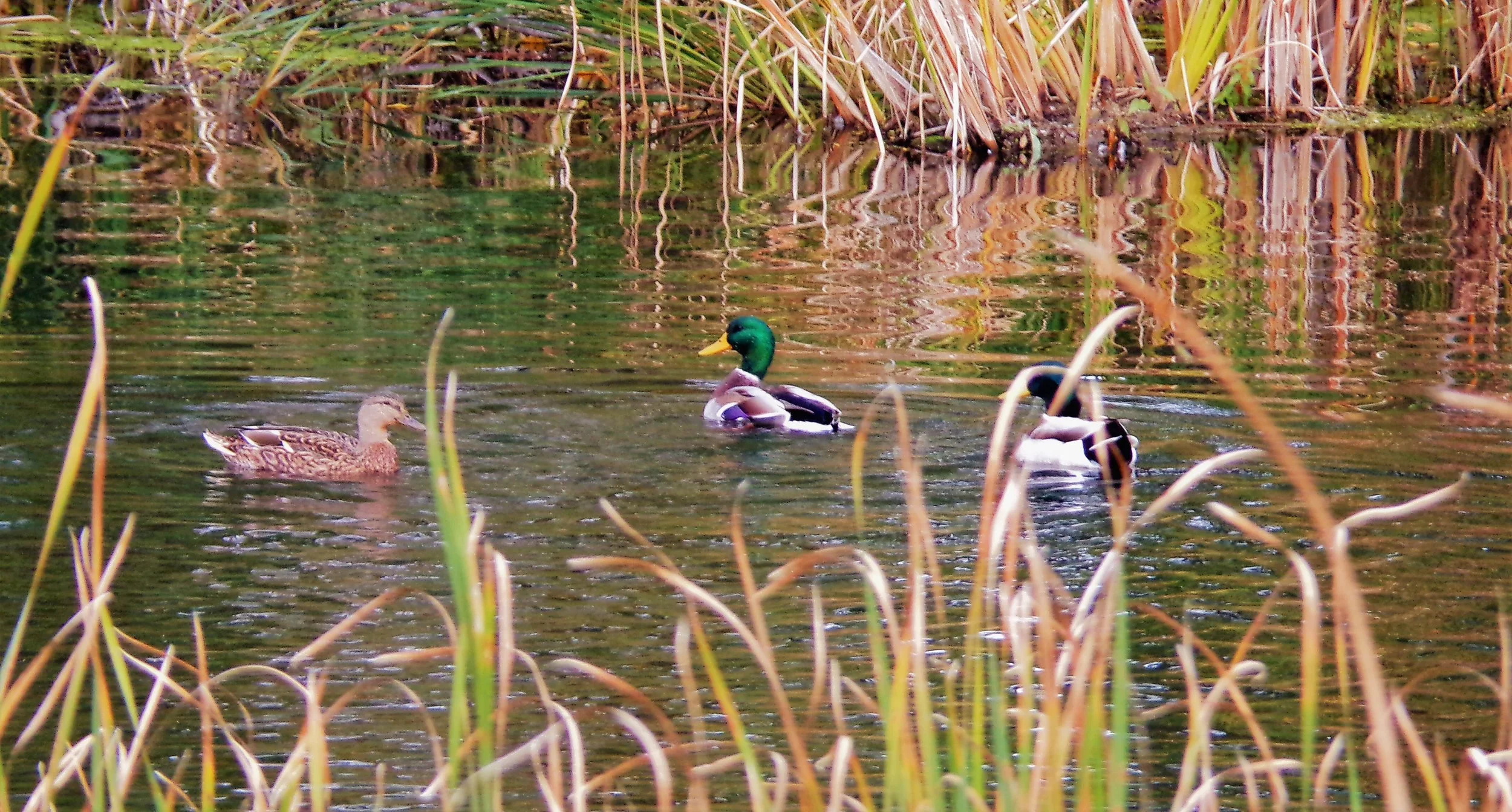 Up to 70% of ducks hatched in North America come from one region.