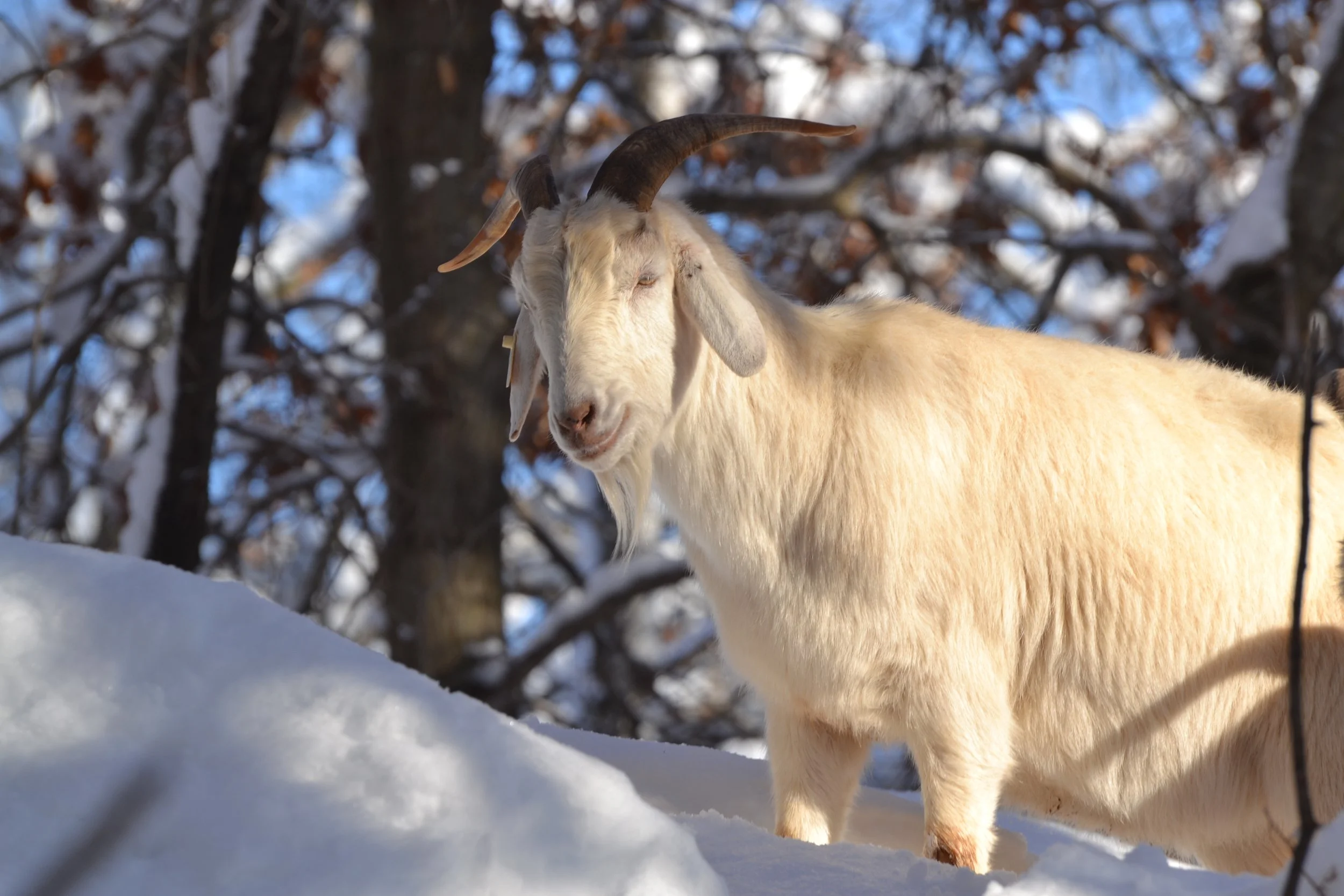 20230106_PhaseIV_Goats_RCT (27).JPG