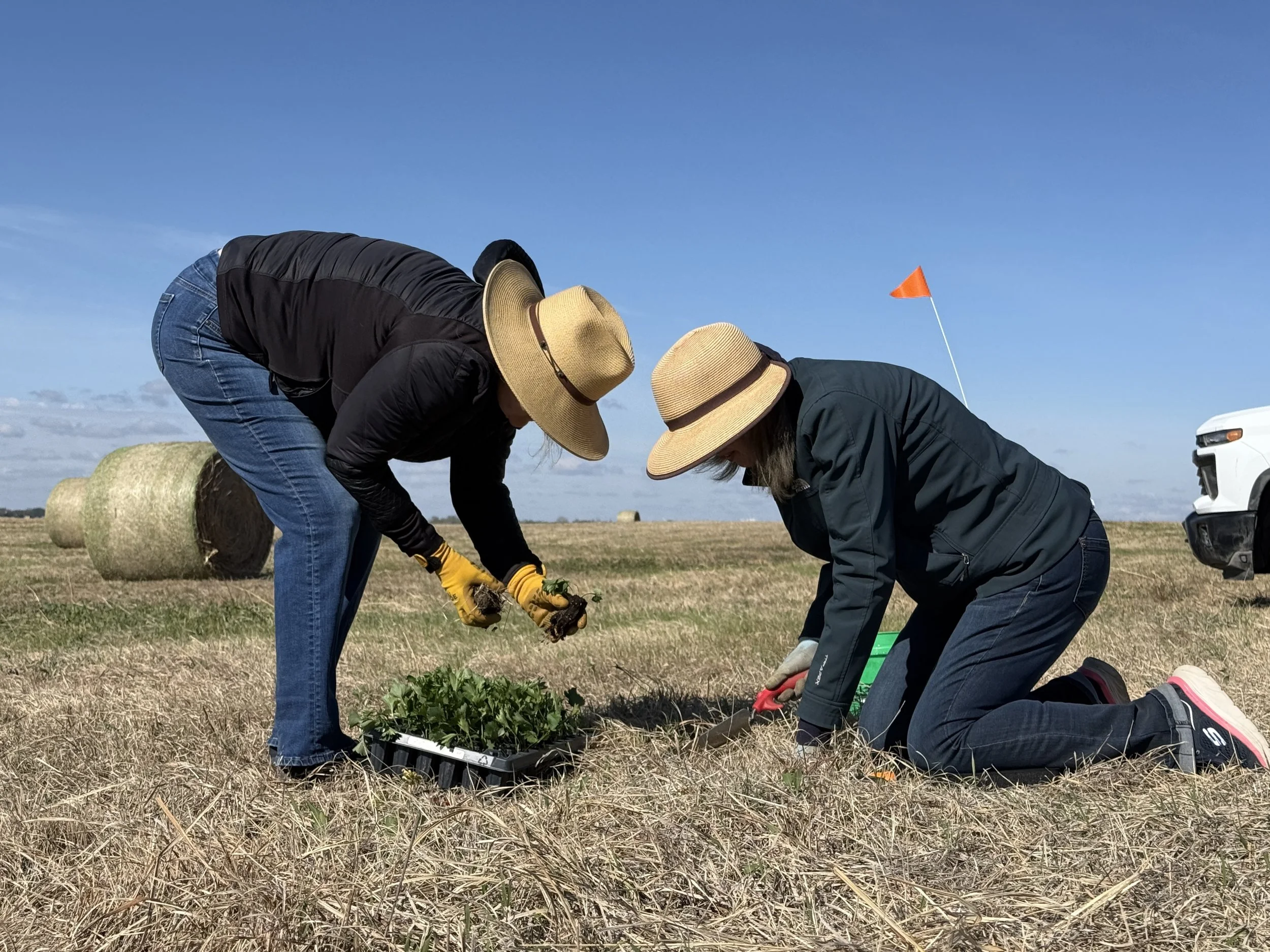 Two people wearing sun hats plant prairie violets in a field.