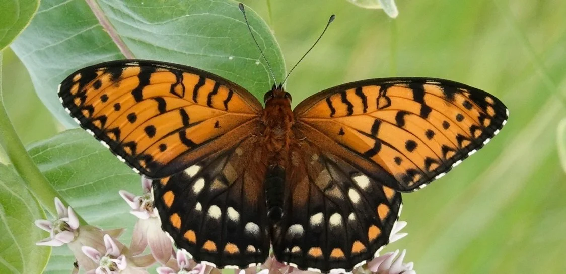 A regal fritillary butterfly pictured from above with wings extended, perched on milkweed flowers