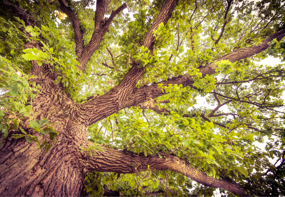 Image of a bur oak from below.