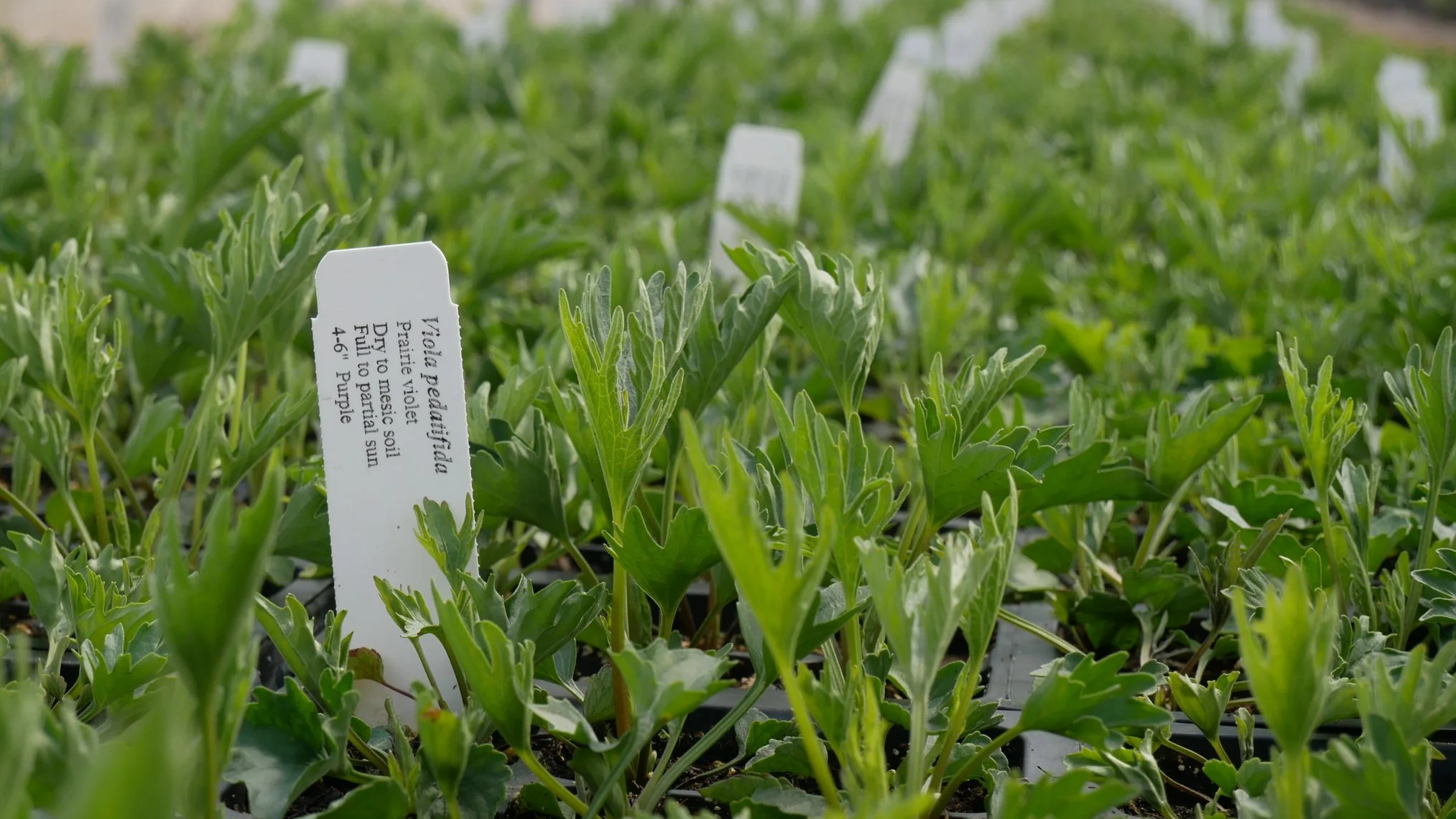 Rows of young prairie violets with identifying plant tags