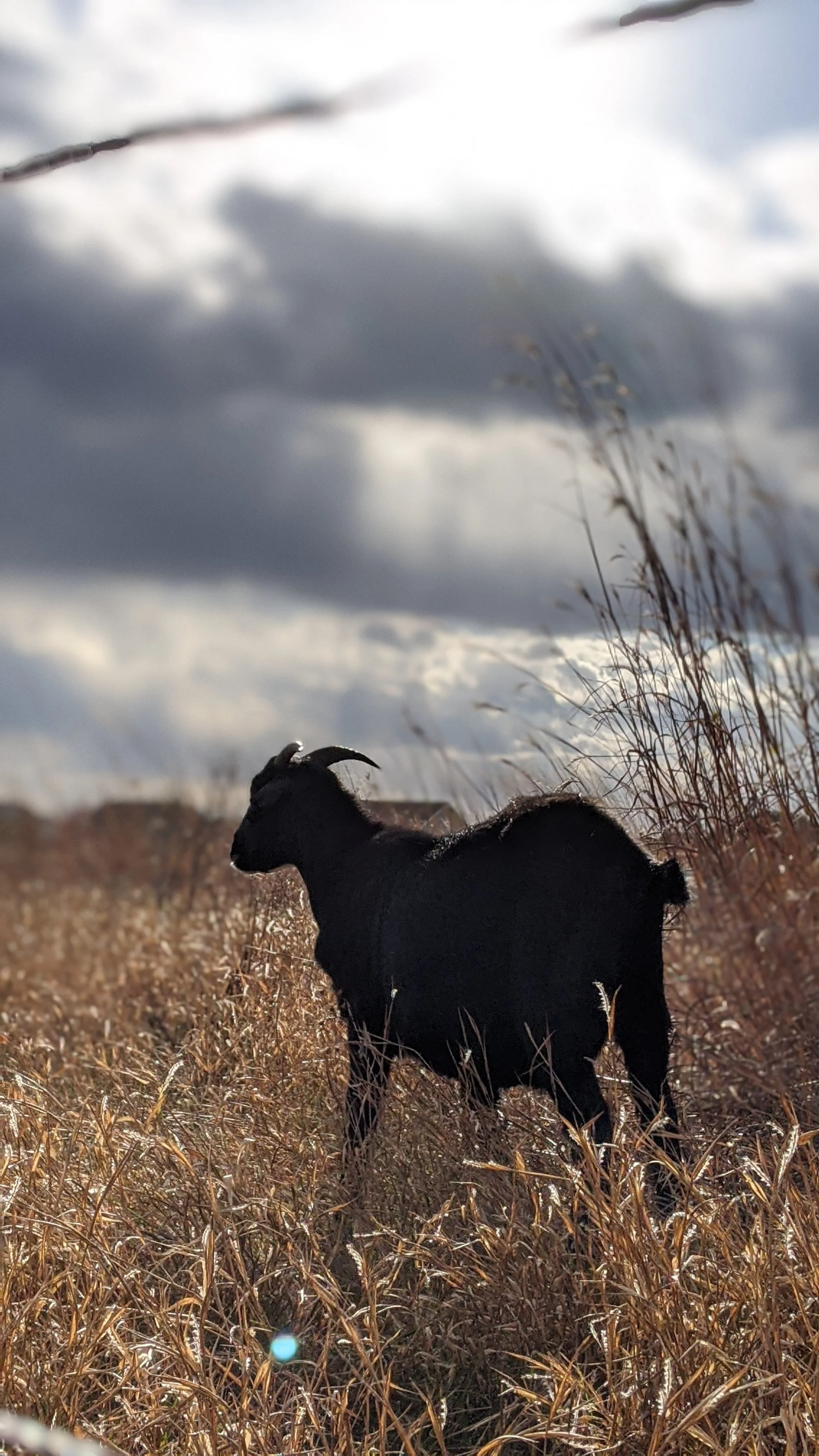 Goat Grazing & Restoration — Great River Greening