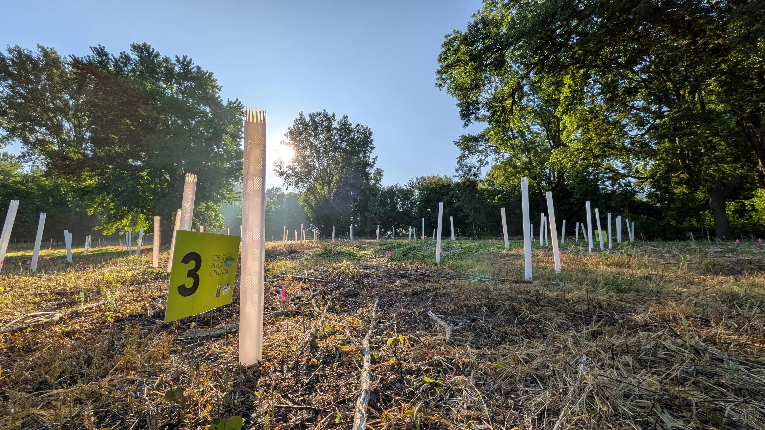 Newly planted trees in Lilydale Park