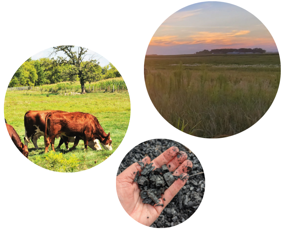 Three circular images: A field of Kernza, three cows grazing, and a hand holding biochar