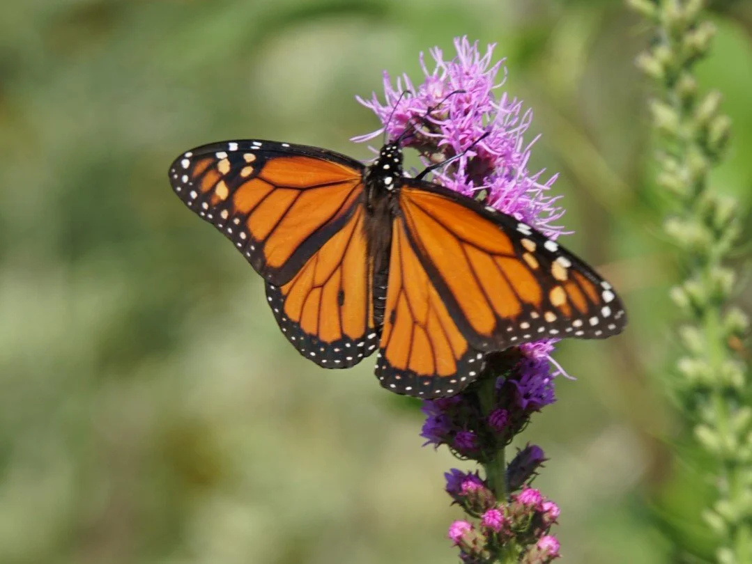 Monarchs Helping a Species Helps an Ecosystem — Great River Greening