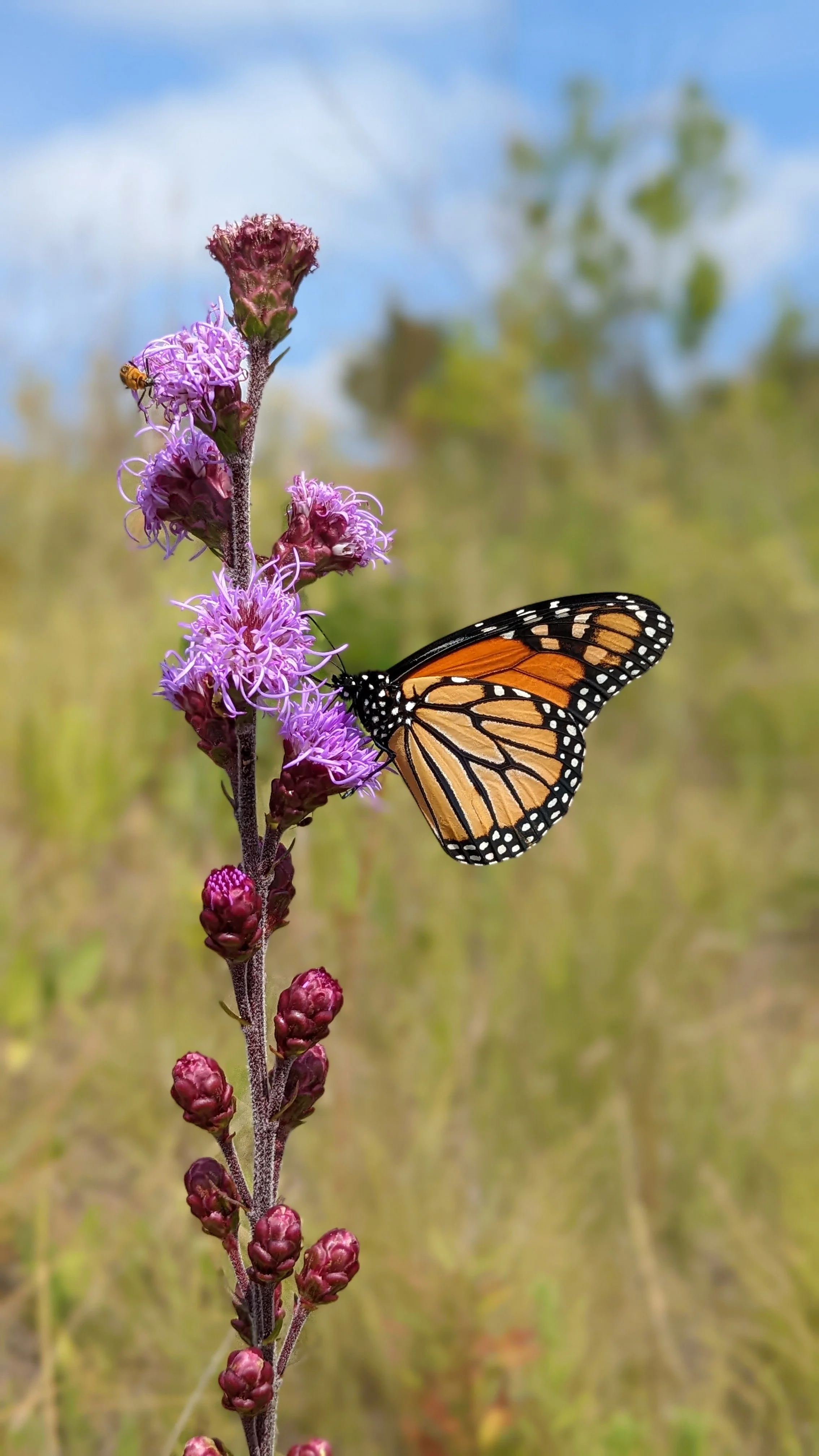 Monarch butterfly on blazing star