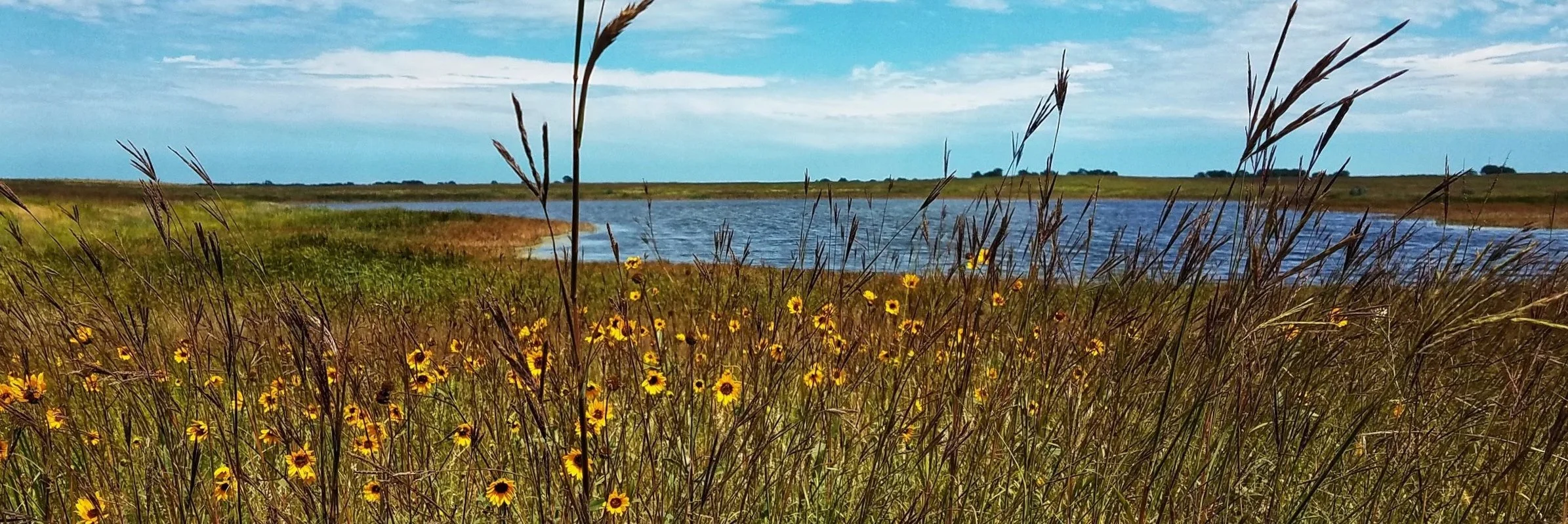 Big blue stem with wildflowers near a prairie pothole. Native vegetation and prairie pothole ponds make a great combination for breeding ducks.