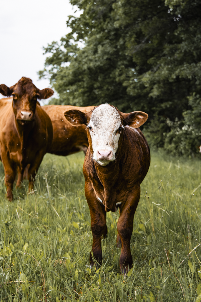 Silvopasture image: calf in a field