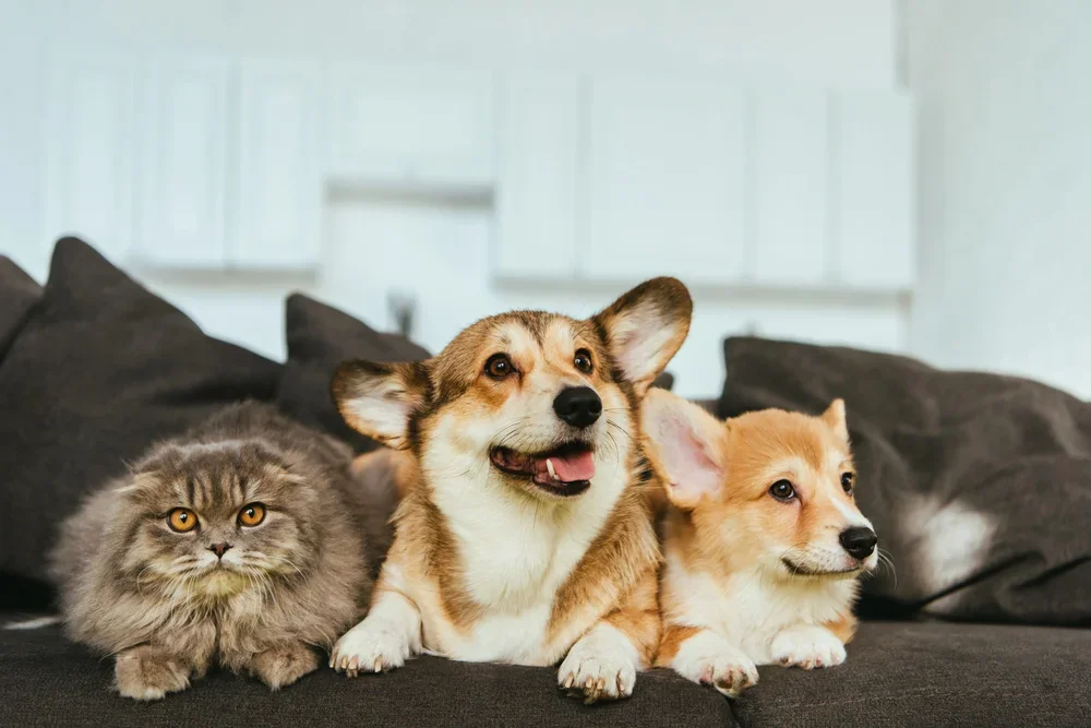 pet-friendly apartments Basalt