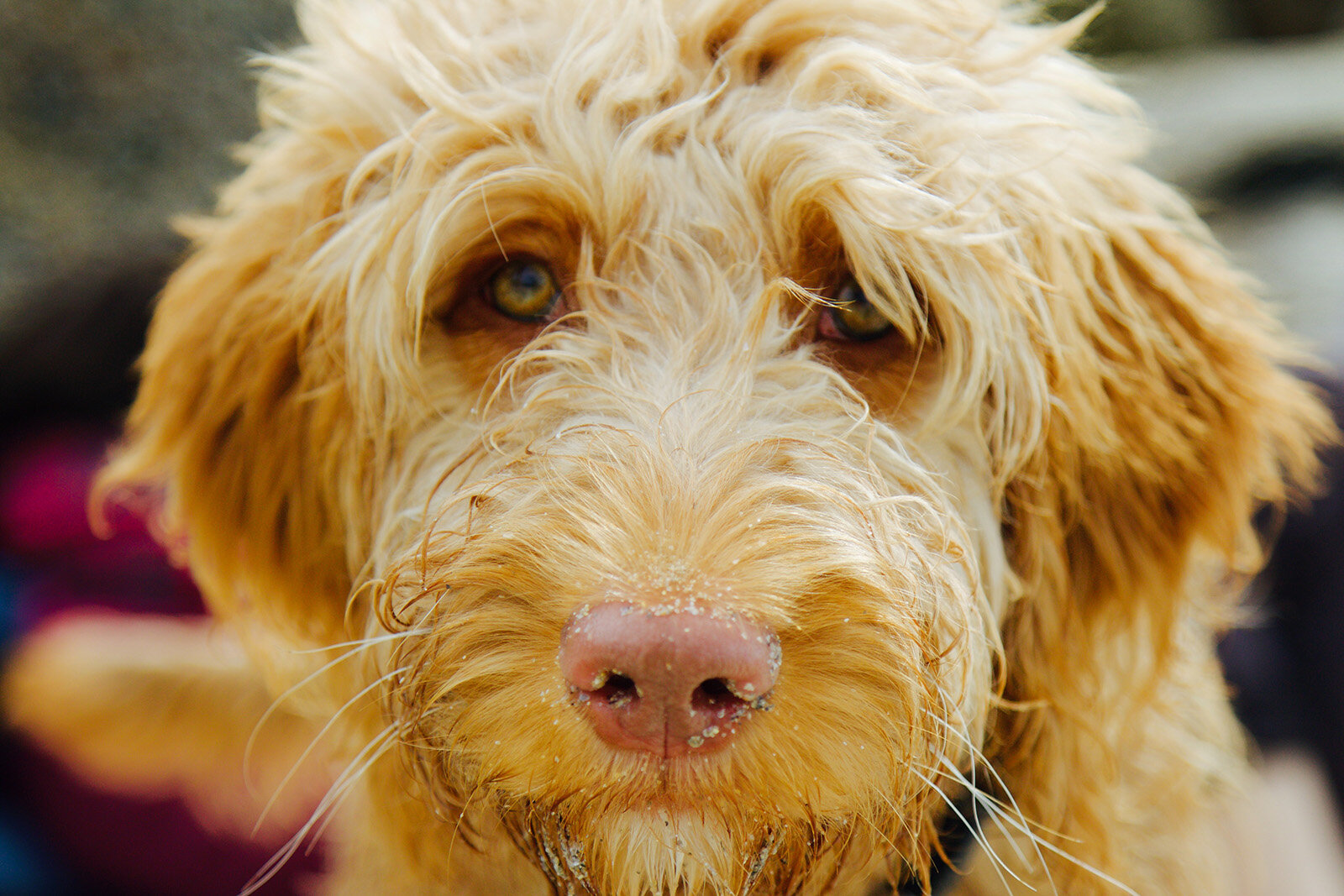 wet-dog.jpg