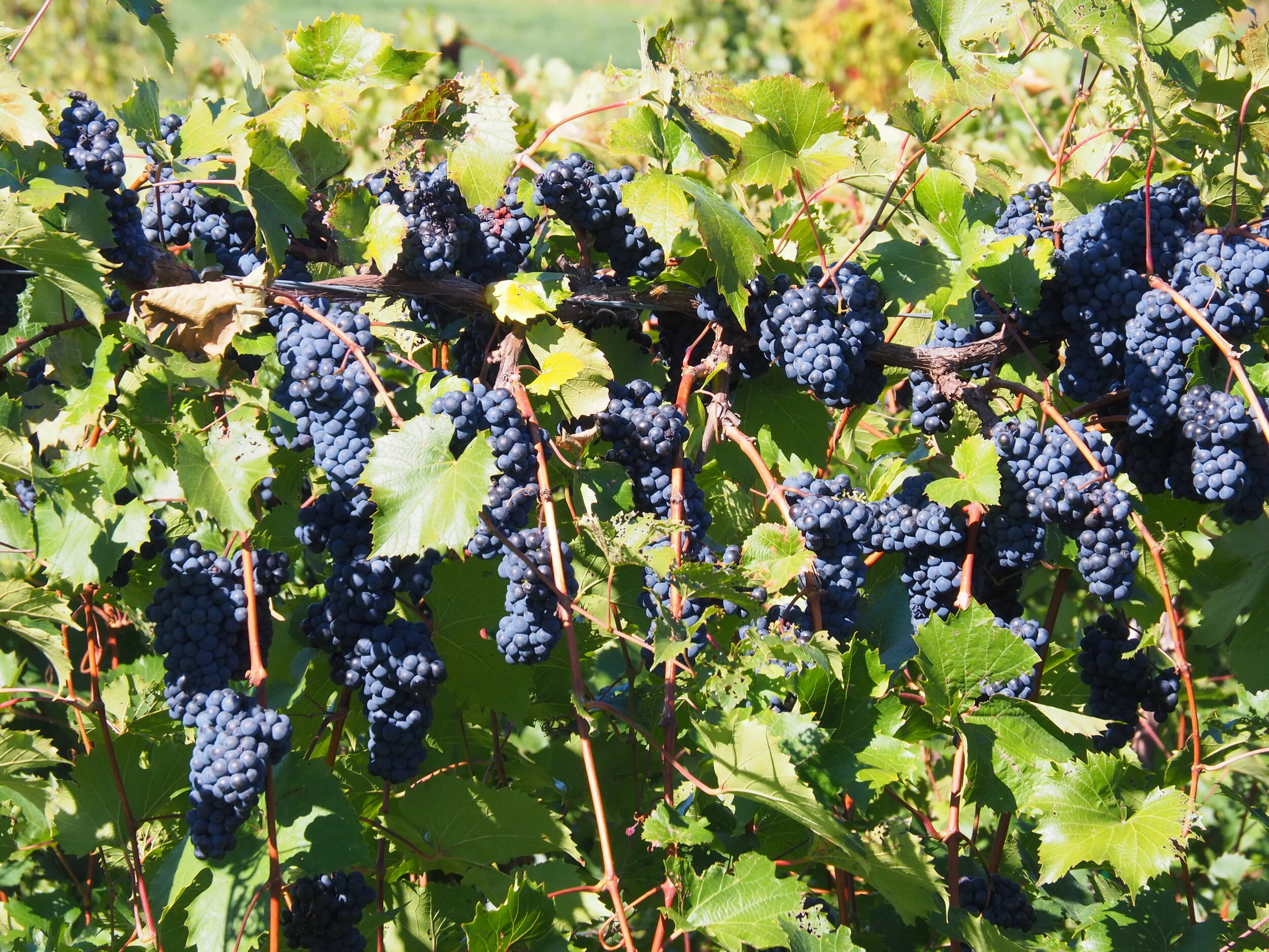 Our Grapes — Shelburne Vineyard