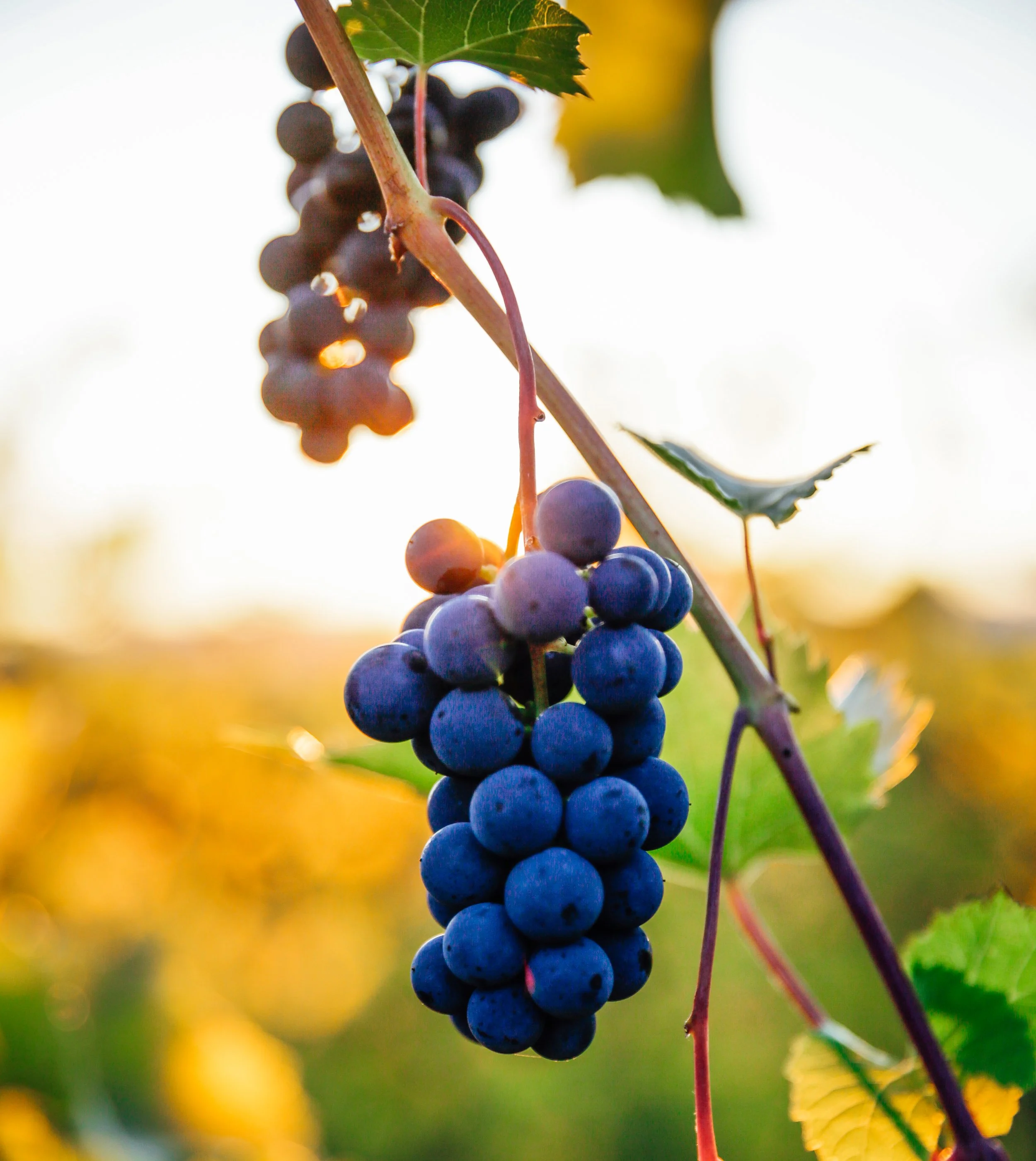 Shelburne Vineyard Vermont Wines