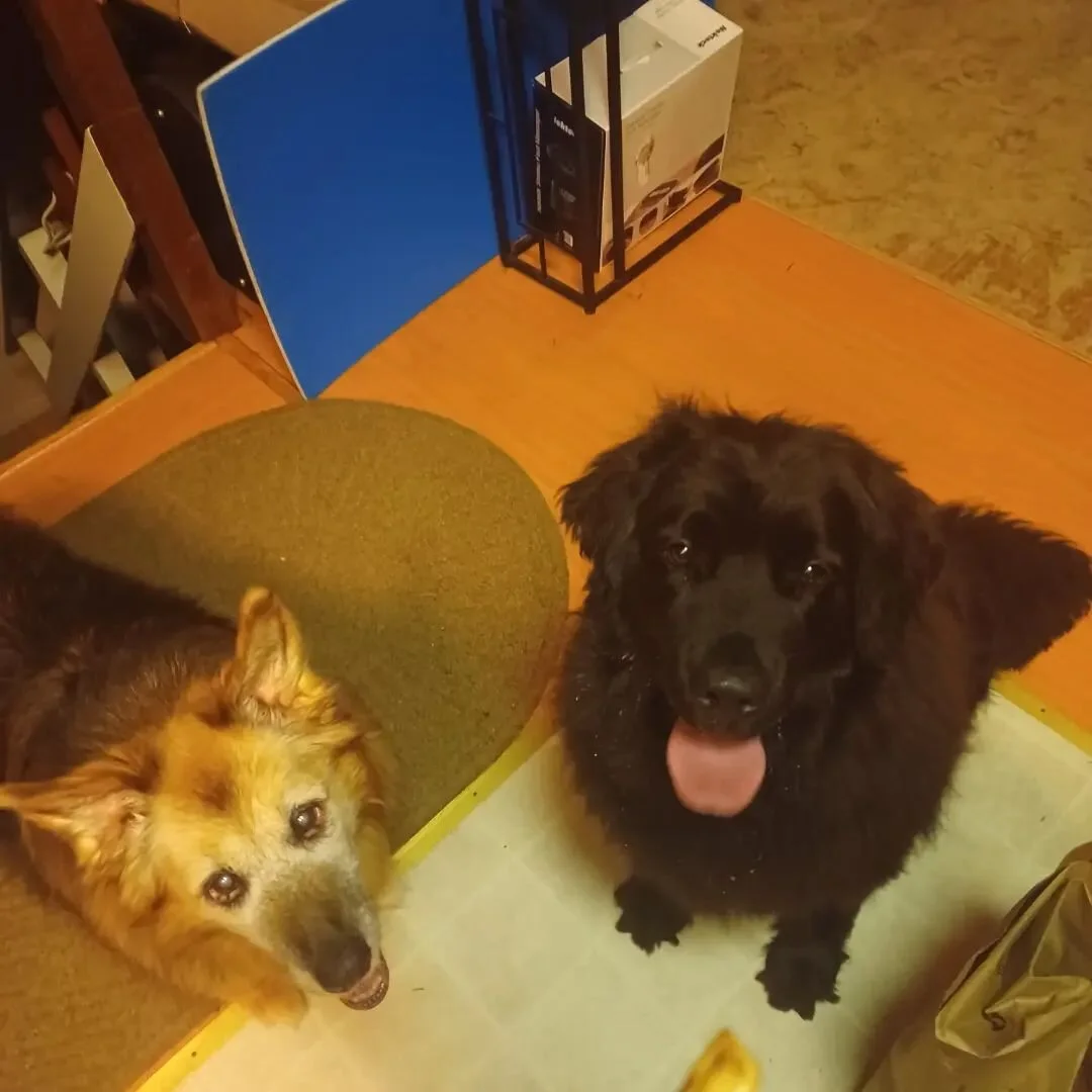 Happy National Dog Day! #nationaldogday #dog #doggo #dogsofinstagram #musicdogs #musicdog #musicdoggo #musicdogslife #harpdog #mutt #muttsofinstagram #germanshepherdsheltiemix #shepherdsheltiemix #newfoundlandgoldenretrievermix #newfiegoldenmix