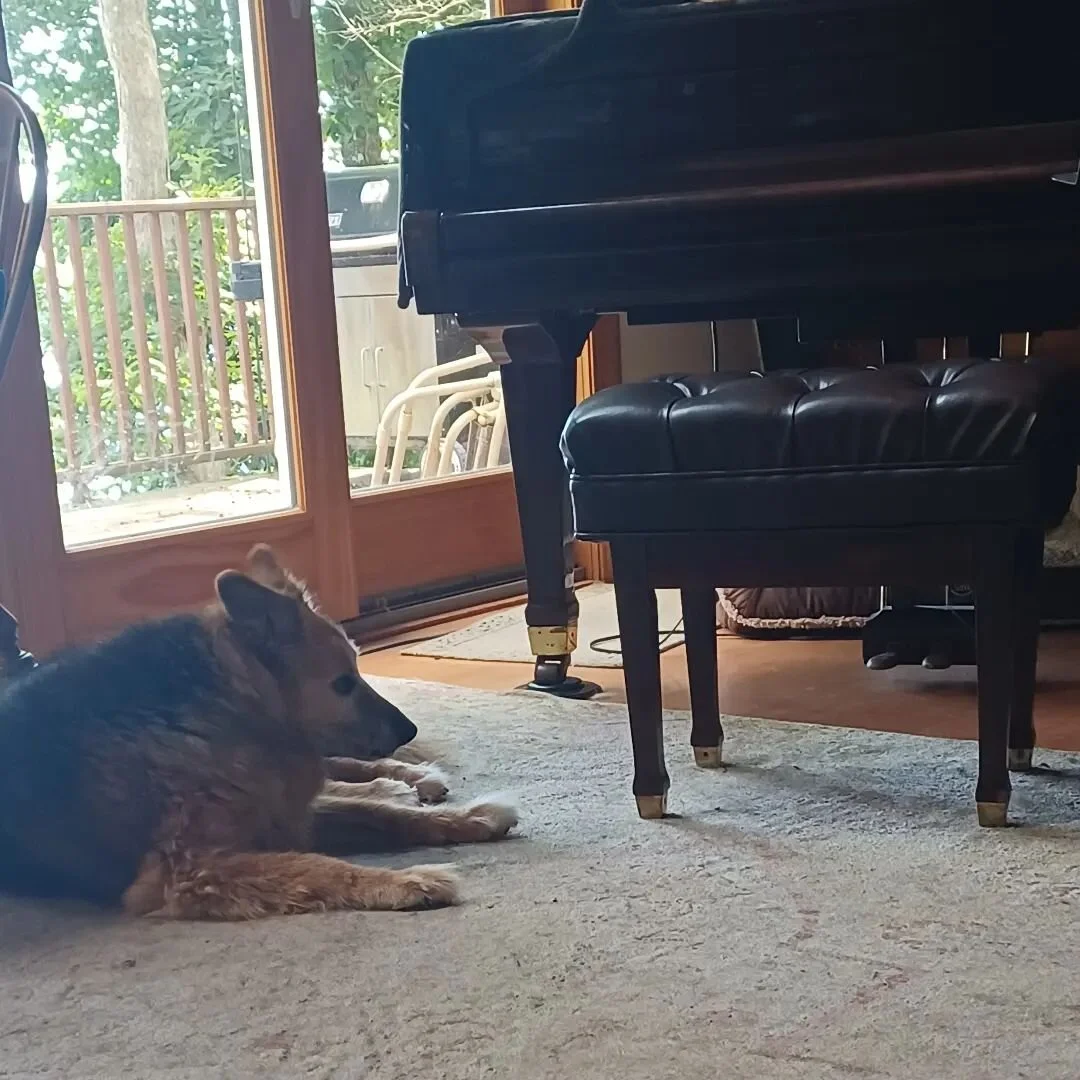 A dog and a piano. #music #piano #grandpiano #wurlitzer #youngchang #dog #doggo #dogsofinstagram #musicdogs #musicdog #musicdoggo #musicdogslife #musicdogsofinstagram #germanshepherdsheltiemix #shepherdsheltie #shepherdsheltiemix