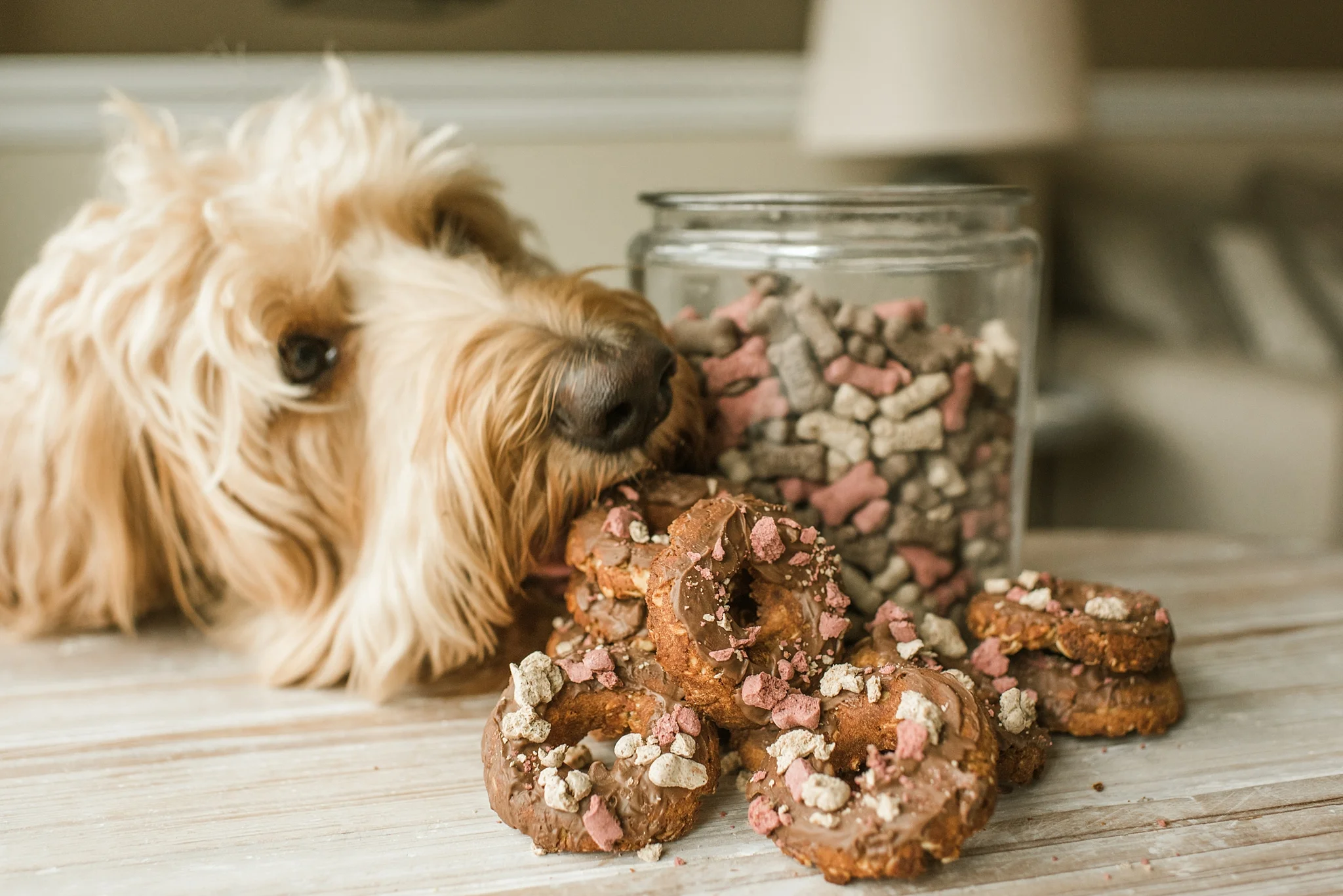 Healthy Donut Dog Treats