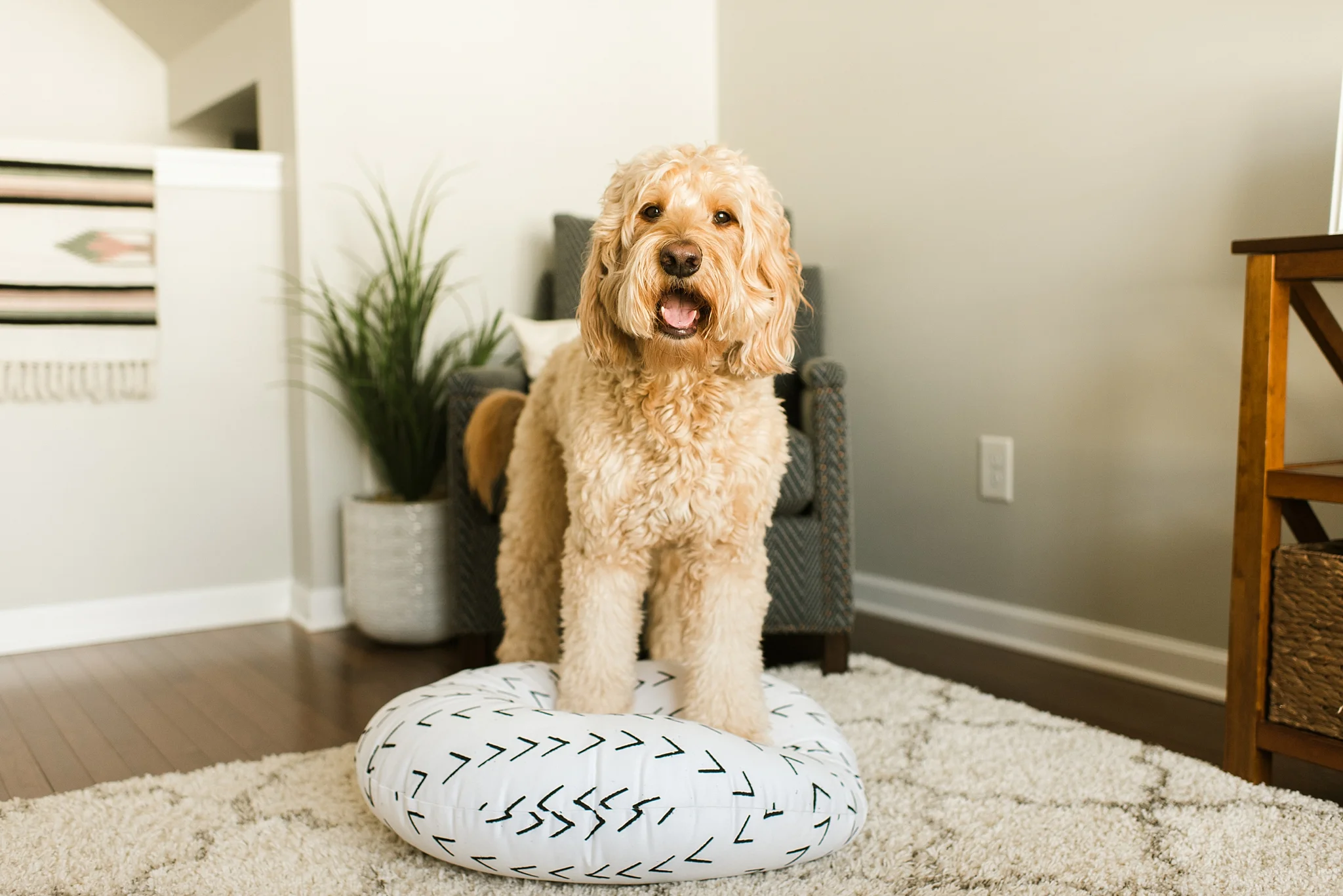 Top Picks – Society 6