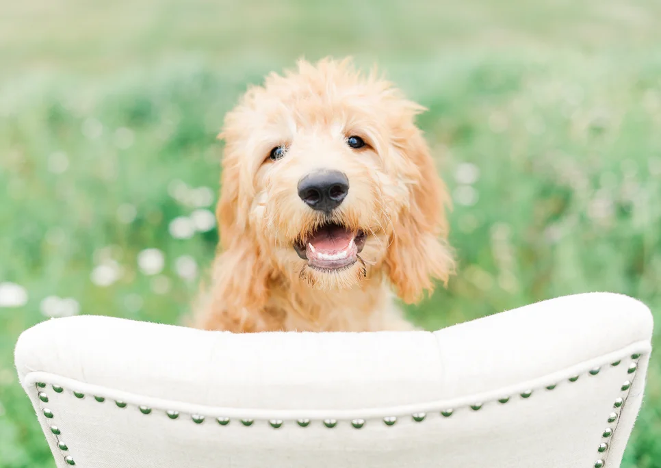 4 Months Old | Miss Lola!