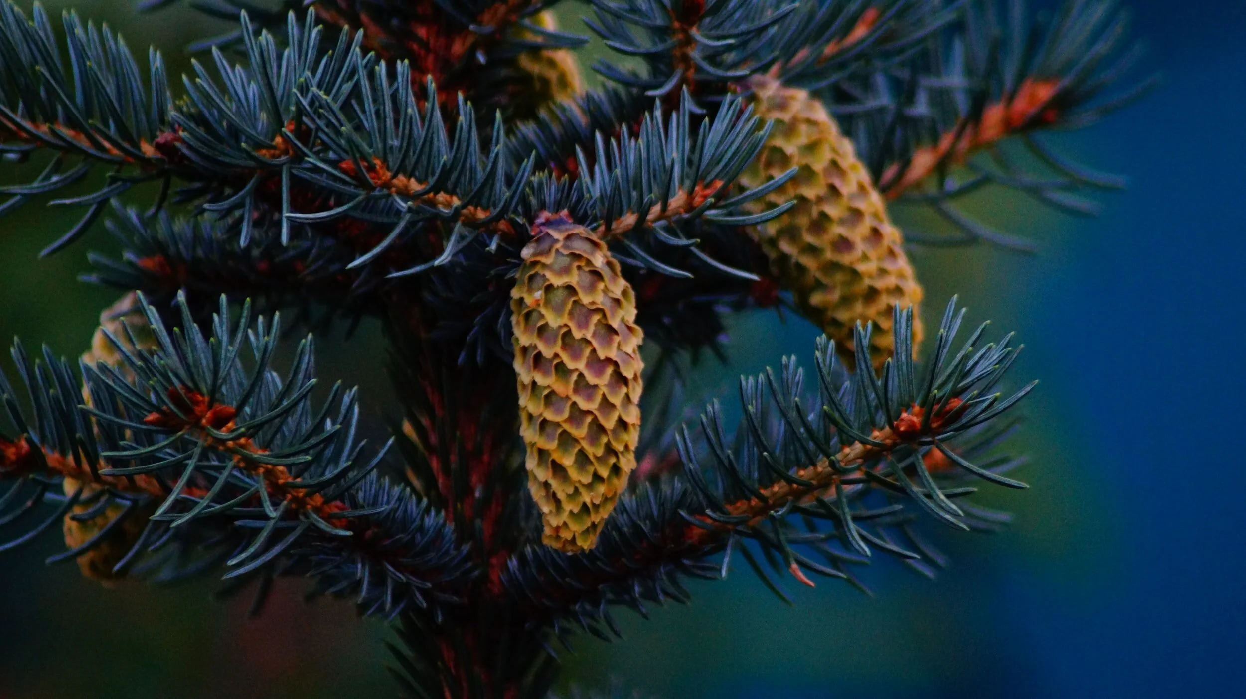 Case Study: Kemess South Mine Socio-Economic Performance Review 