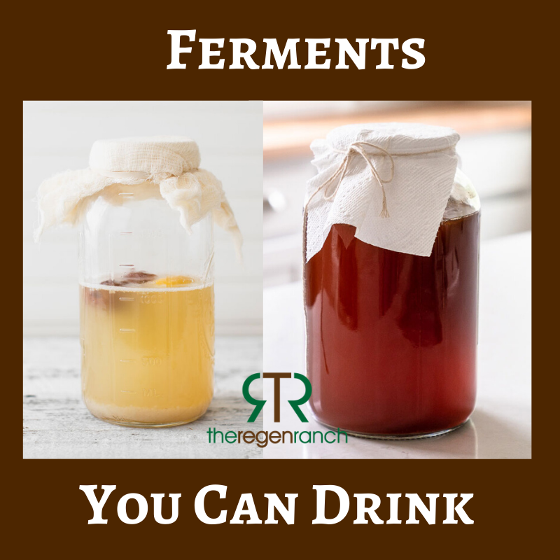 ferments you can drink .png