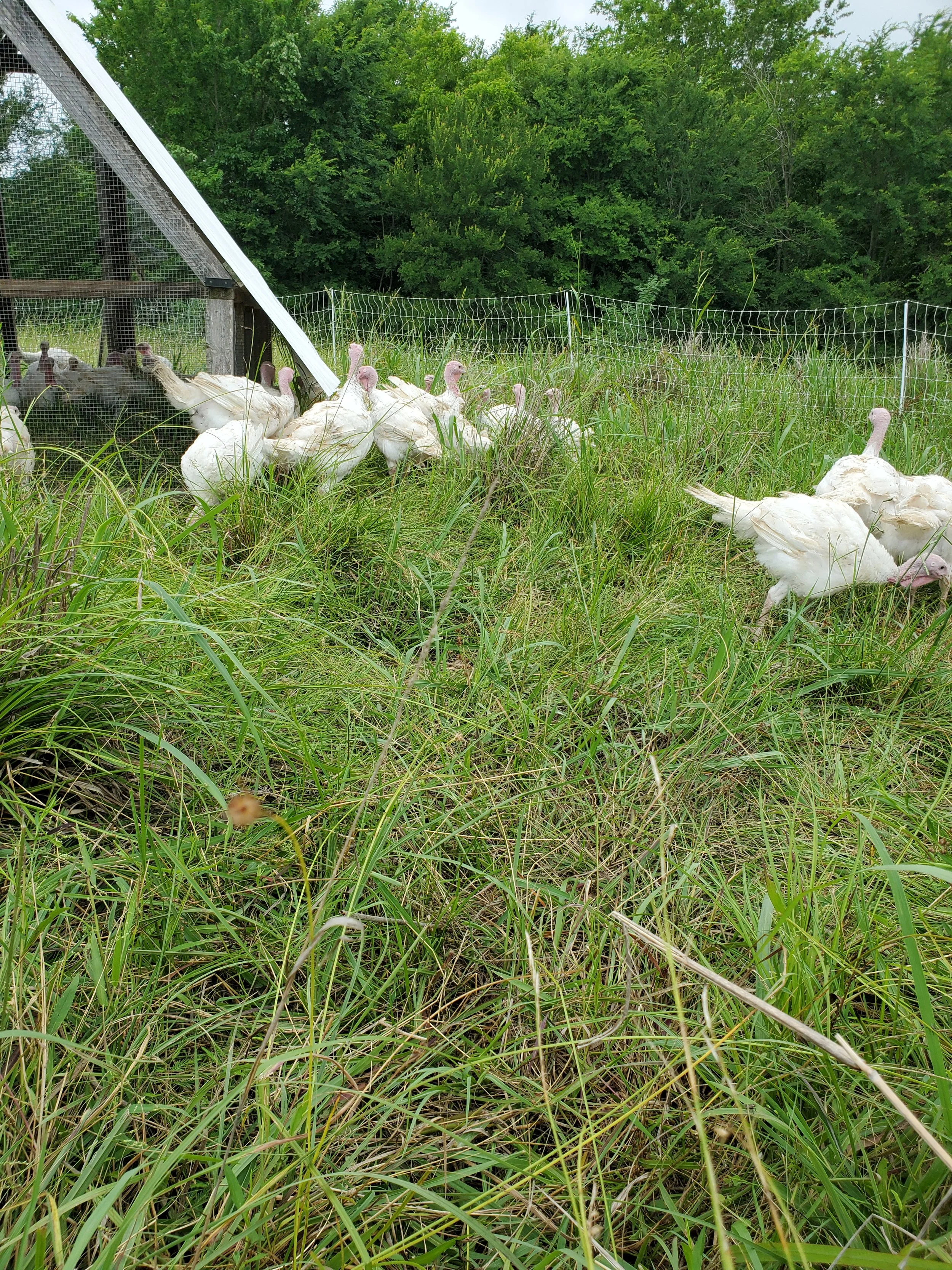 Turkeys on pasture.jpg