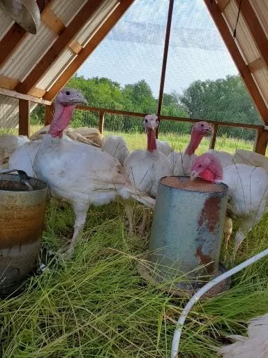 turkeys in tractor.jpg