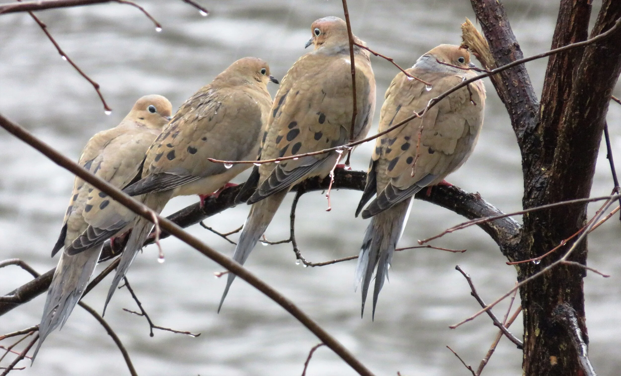 Peter 4 birds on a limb.jpg