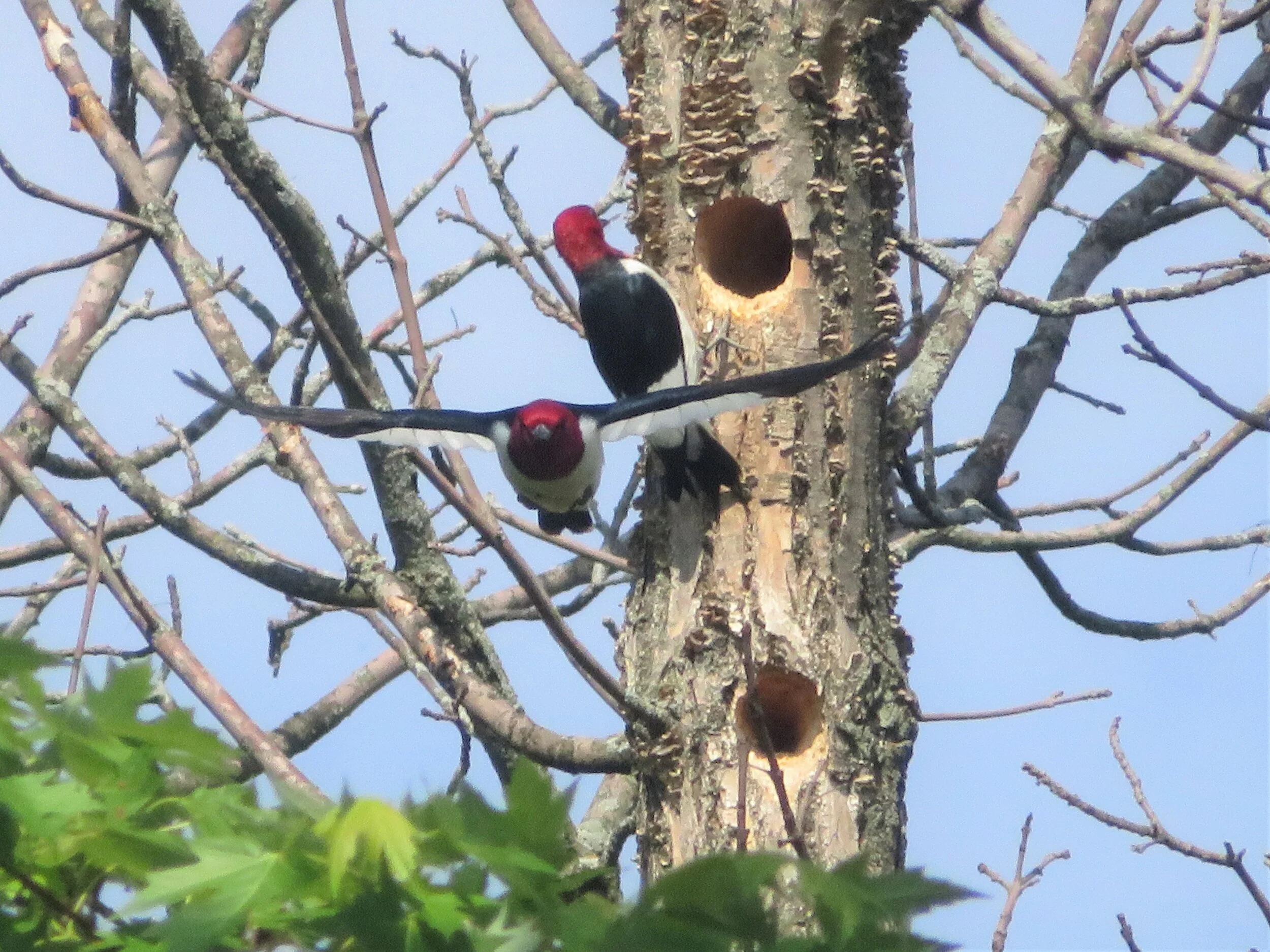 Peter woodpecker flight.jpg