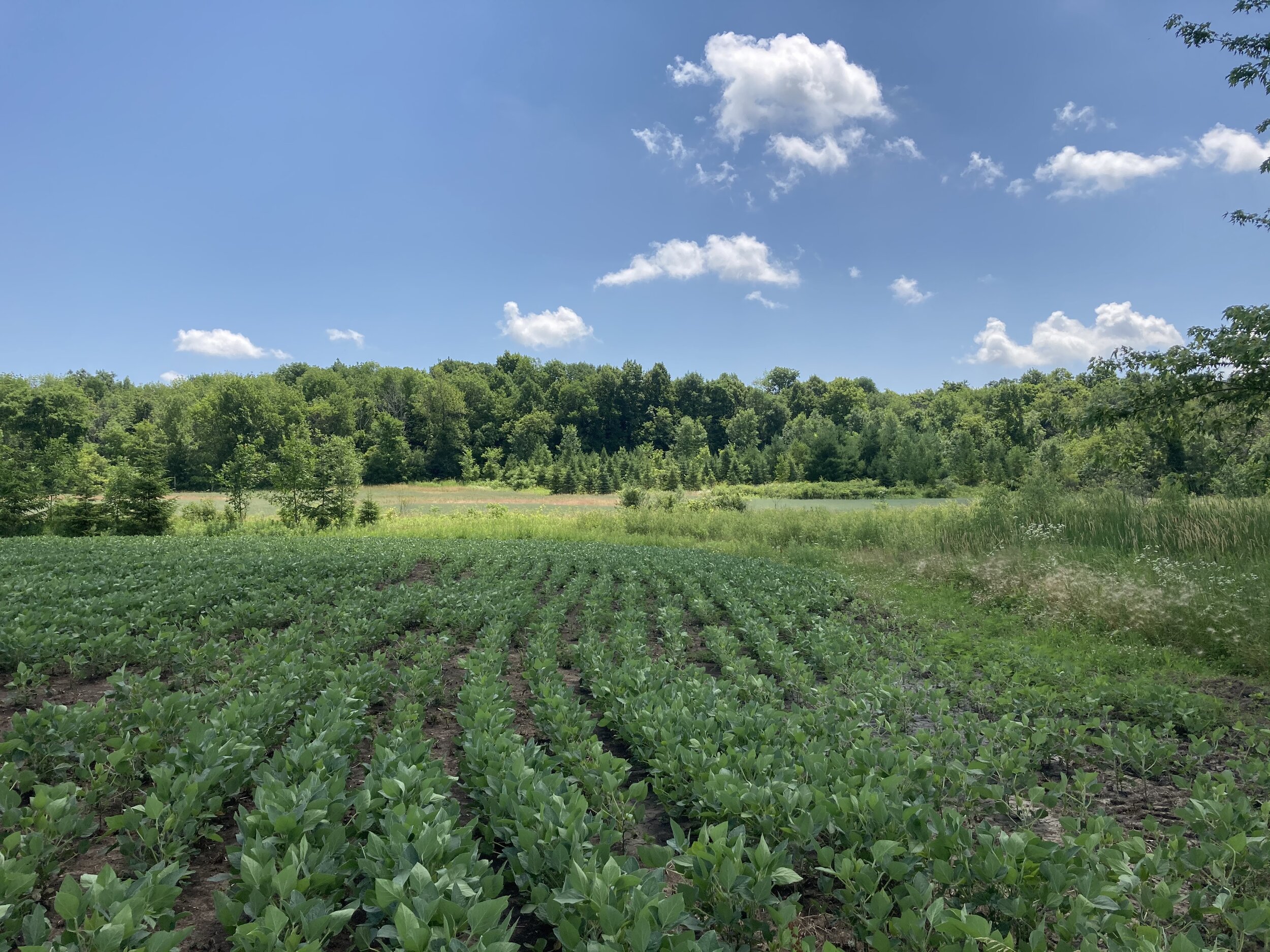 Weeding Volunteer Day at Buffalo Speaks Reserve