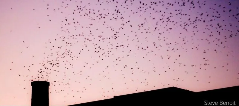 Madison Audubon's: A Swift Night Out Wisconsin