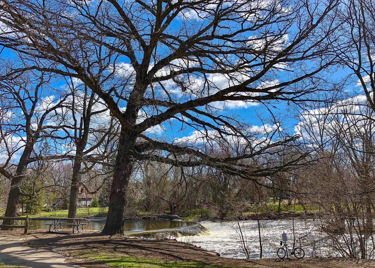 Save the Kletzsch Park Trees!