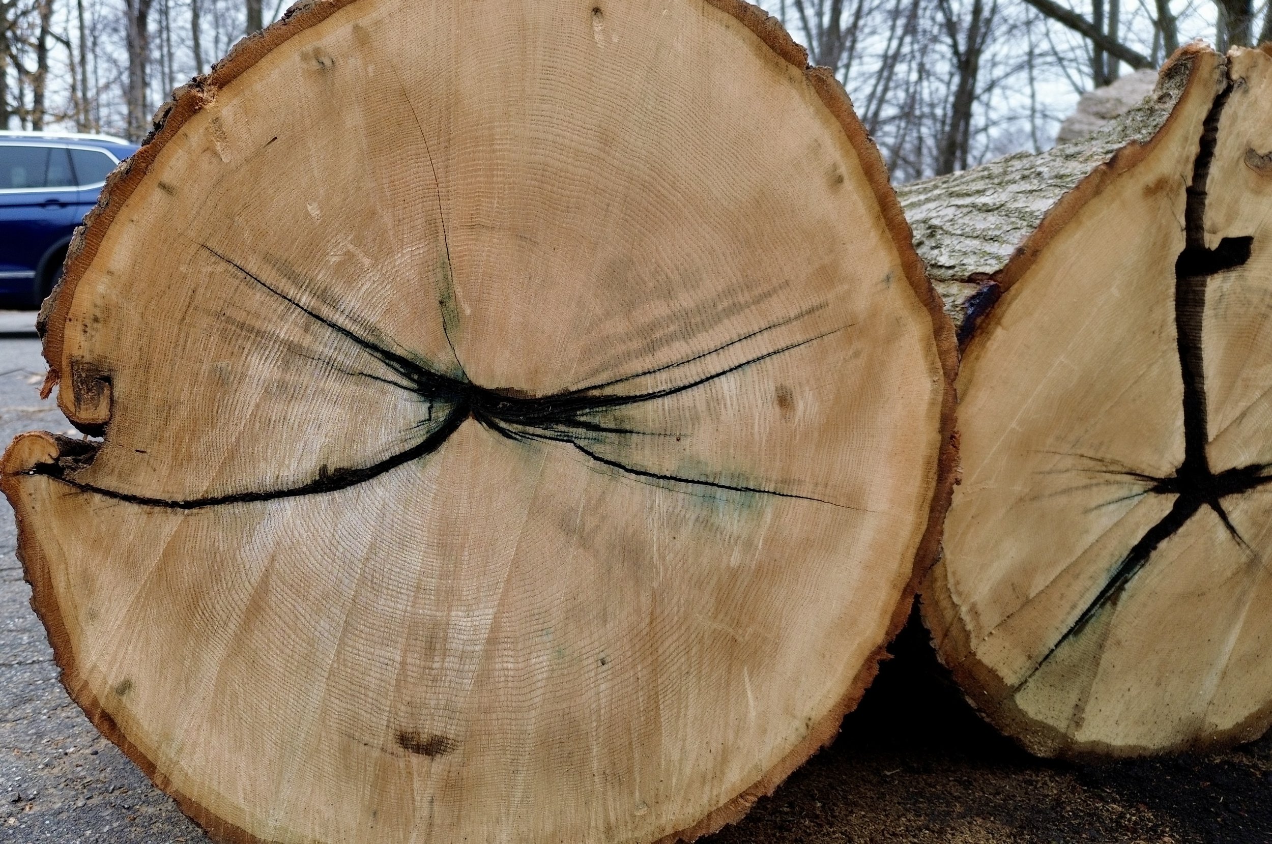 LIZARD MOUND STATE PARK—OAK SEEDLING PROJECT