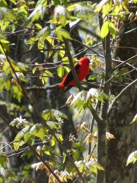 Scarlet Tanager Dancing Bear_2210.jpeg