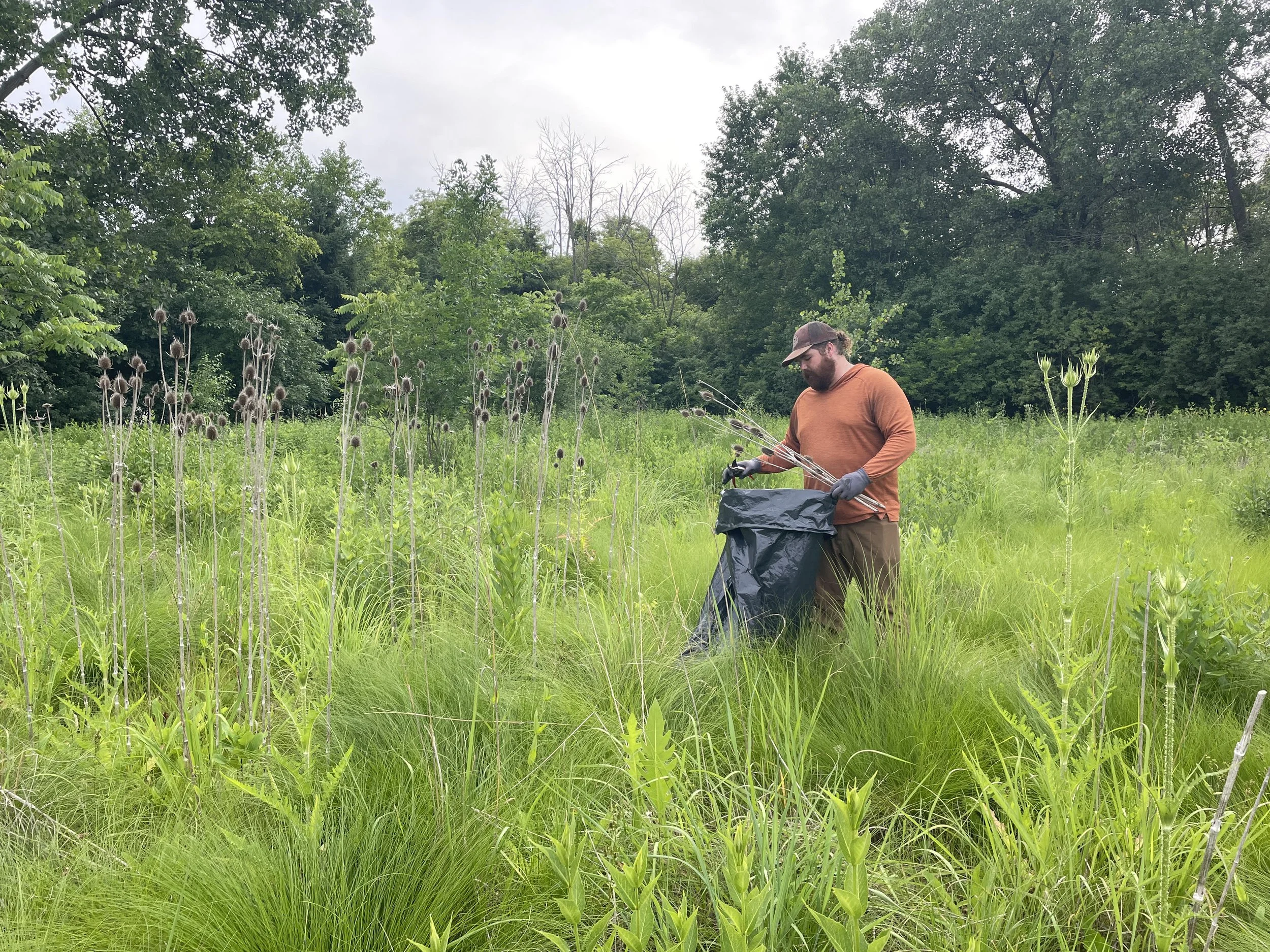Volunteer Weeding Session at Indian Prairie Tribute Planting