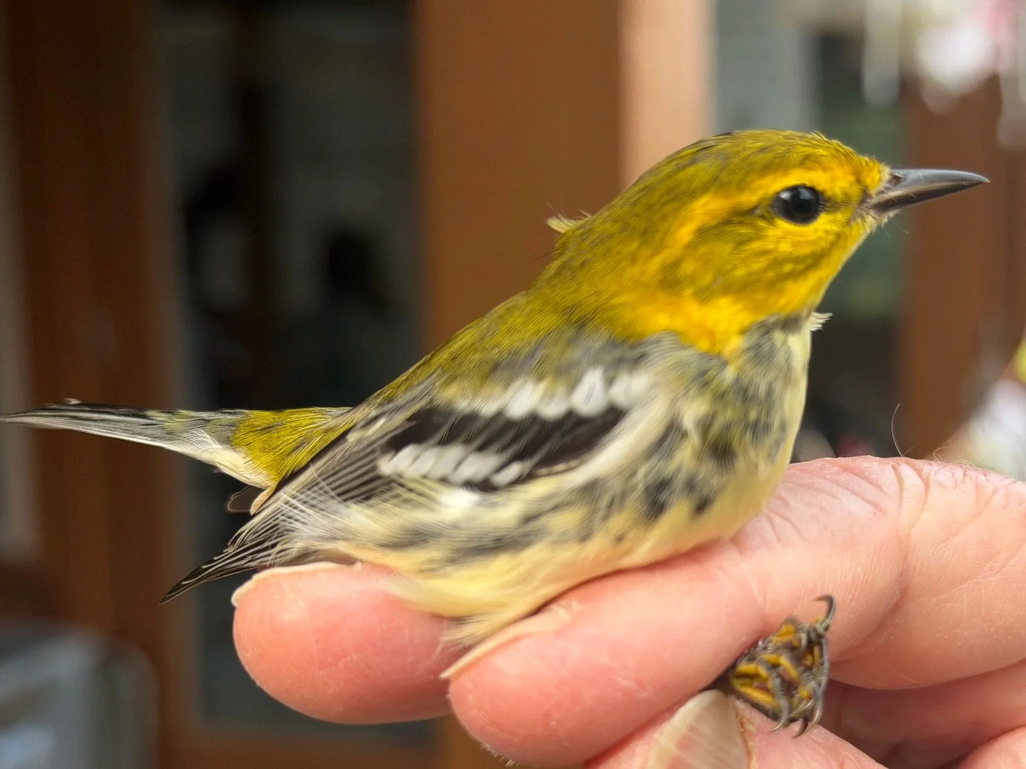 Bird Banding Demonstration