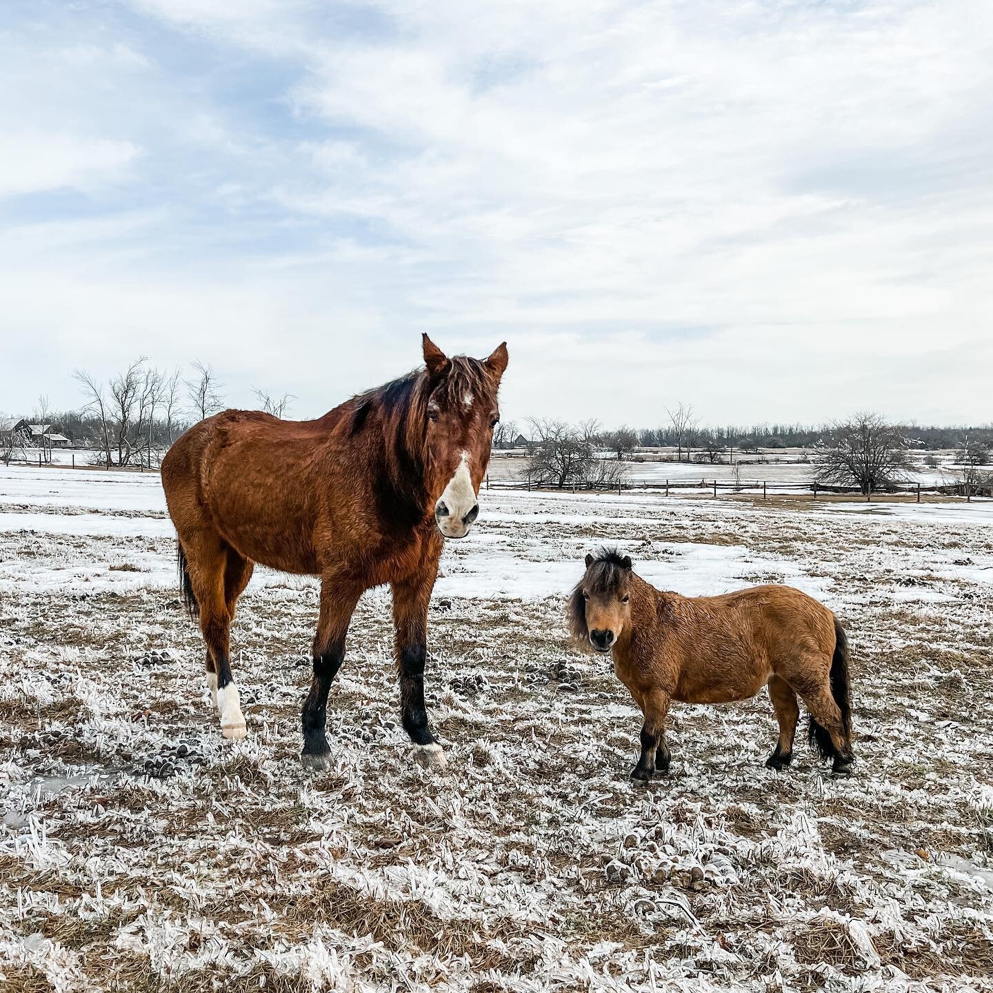 Lousy Smarch weather 🥶 the generator is currently the hardest working member on the farm! #readyforspring #theBayfield #Nanniepaddock #minihorse #retiredshowjumpers