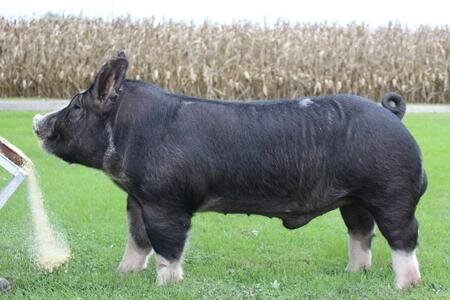 Champion Berkshire Boar Maryland State Fair .jpeg