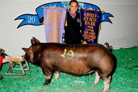 Reserve Gilt Jr. Champ Open OSF.jpeg