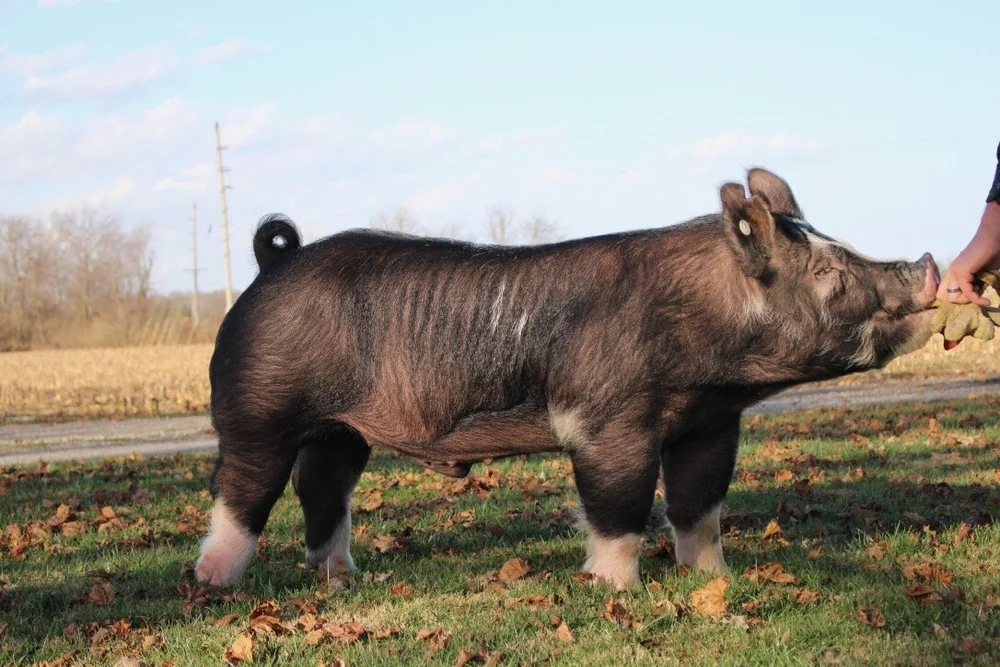 Berkshire Pigs — Wippel Family Berks