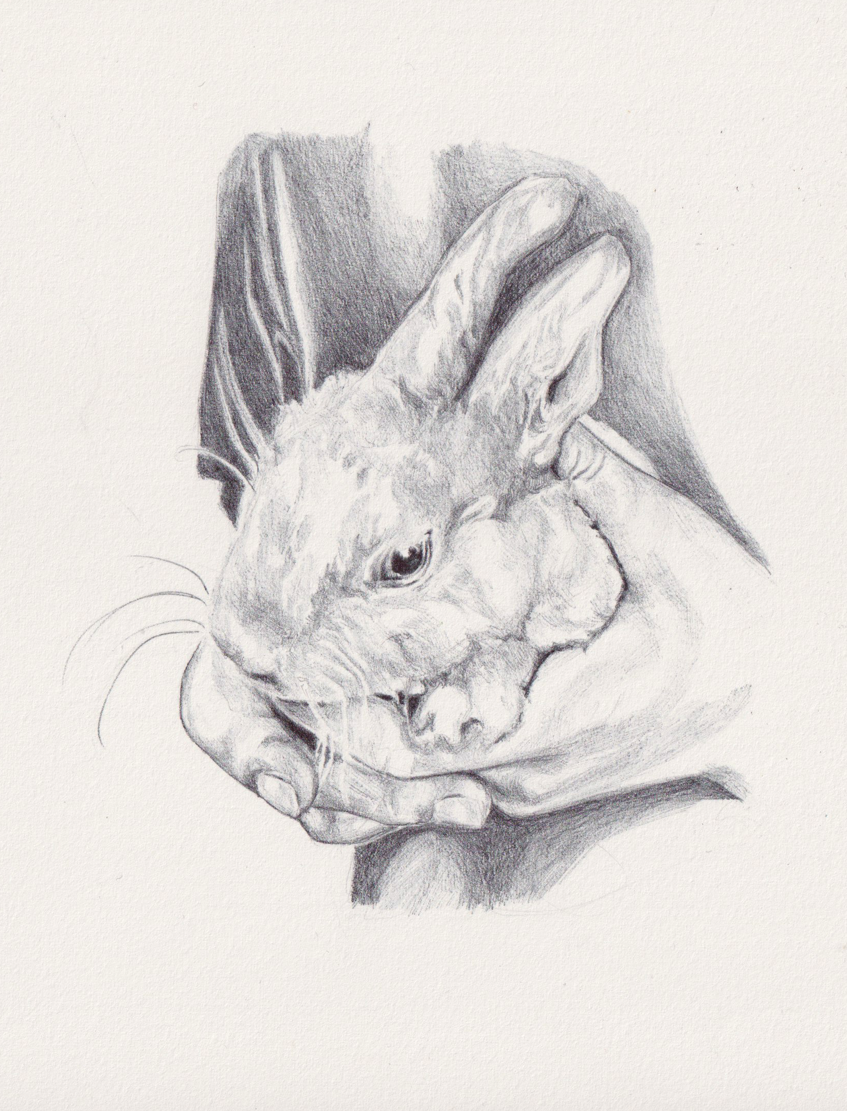 rabbit in hands.png