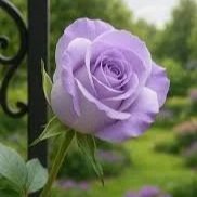 Fresh Purple Rose