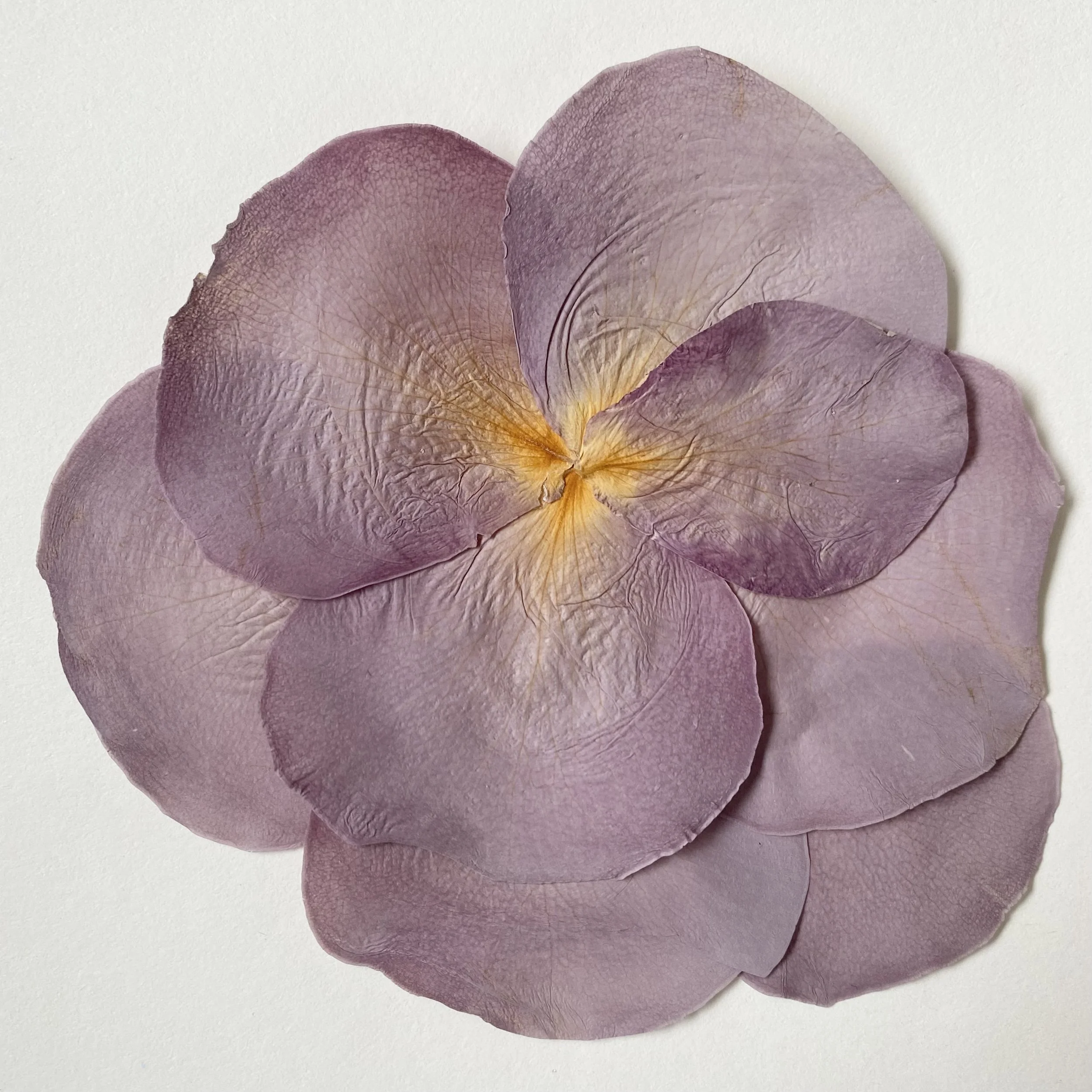Pressed Purple Rose