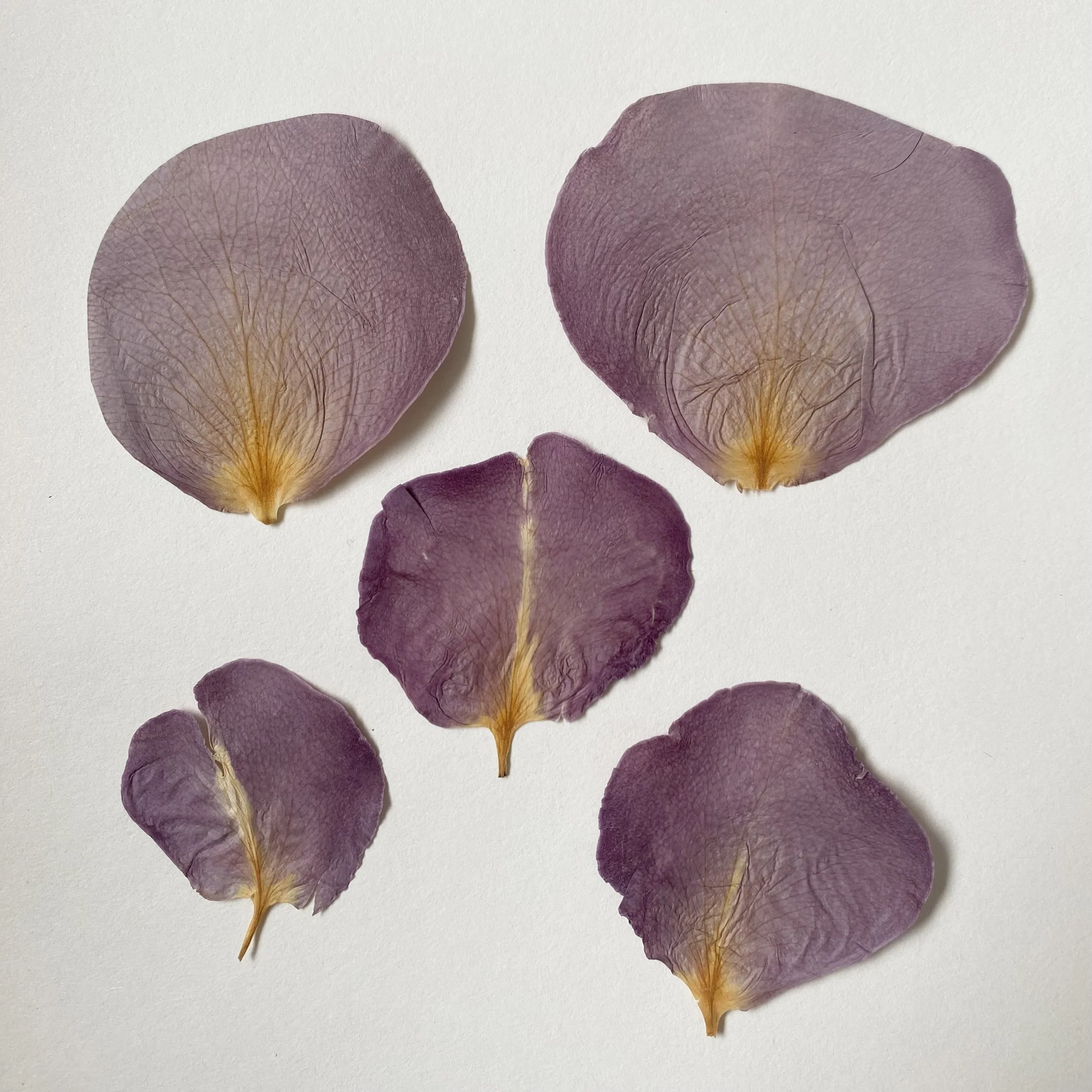Dried &amp; Pressed Purple Rose