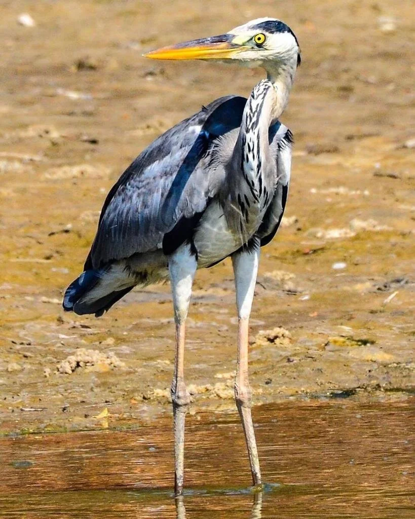 WhatsApp Image 2020-12-22 at 8.59.07 AM (3).jpeg