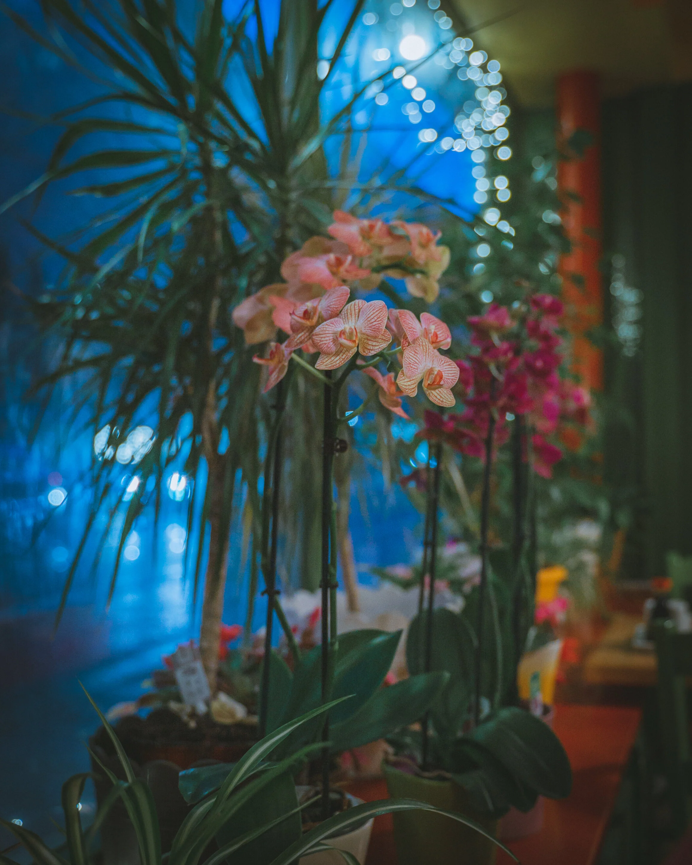 Chinese Restaurant Flowers in Munich, Germany