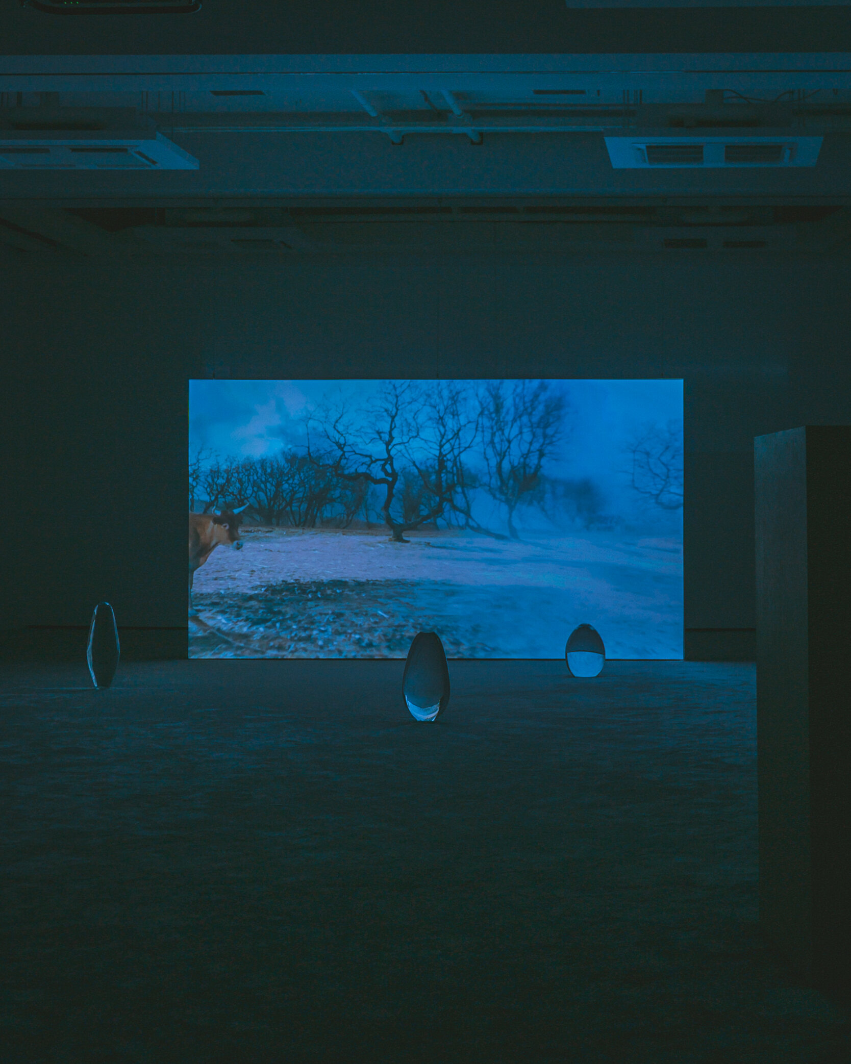 Rachel Rose at Fridericianum, Kassel, Germany by Agon Syla