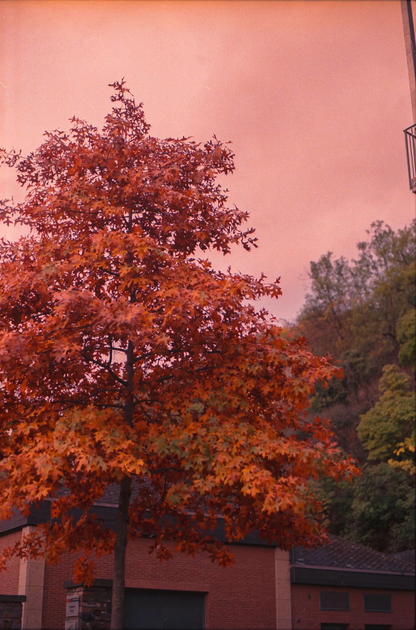 201026_Koblenz_DE_Film_736255_PentaxK1000_KodakUltraMax400_16.jpg