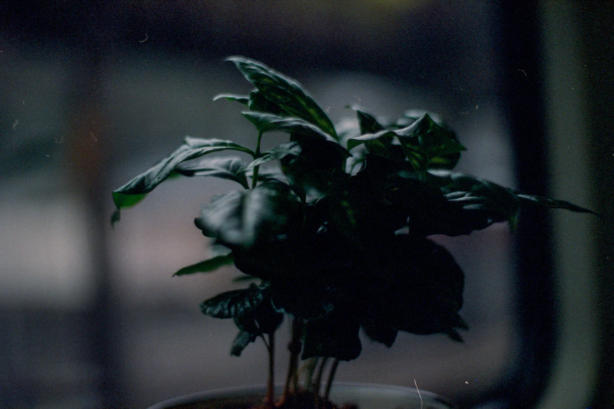 Film_954781_Strip_14_17.jpg