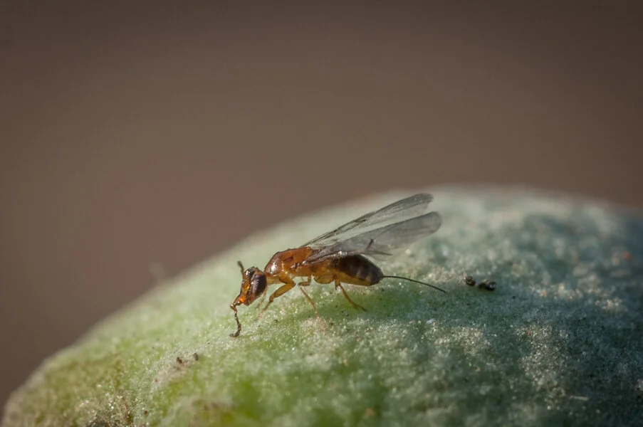 the wasp and the fig