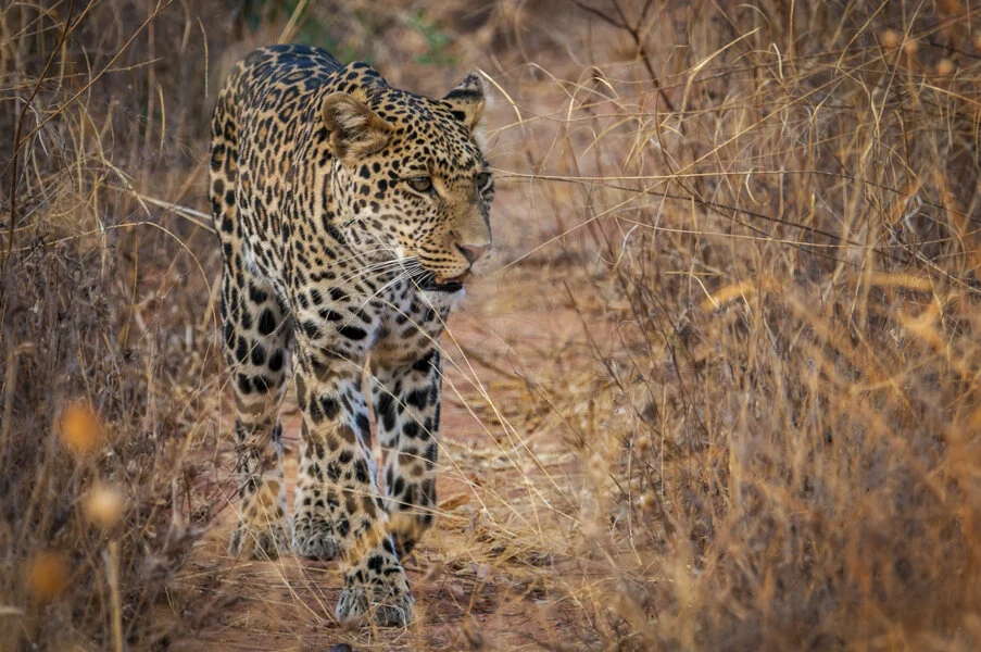 Ruaha: Spotted All-Stars, Meet Onca